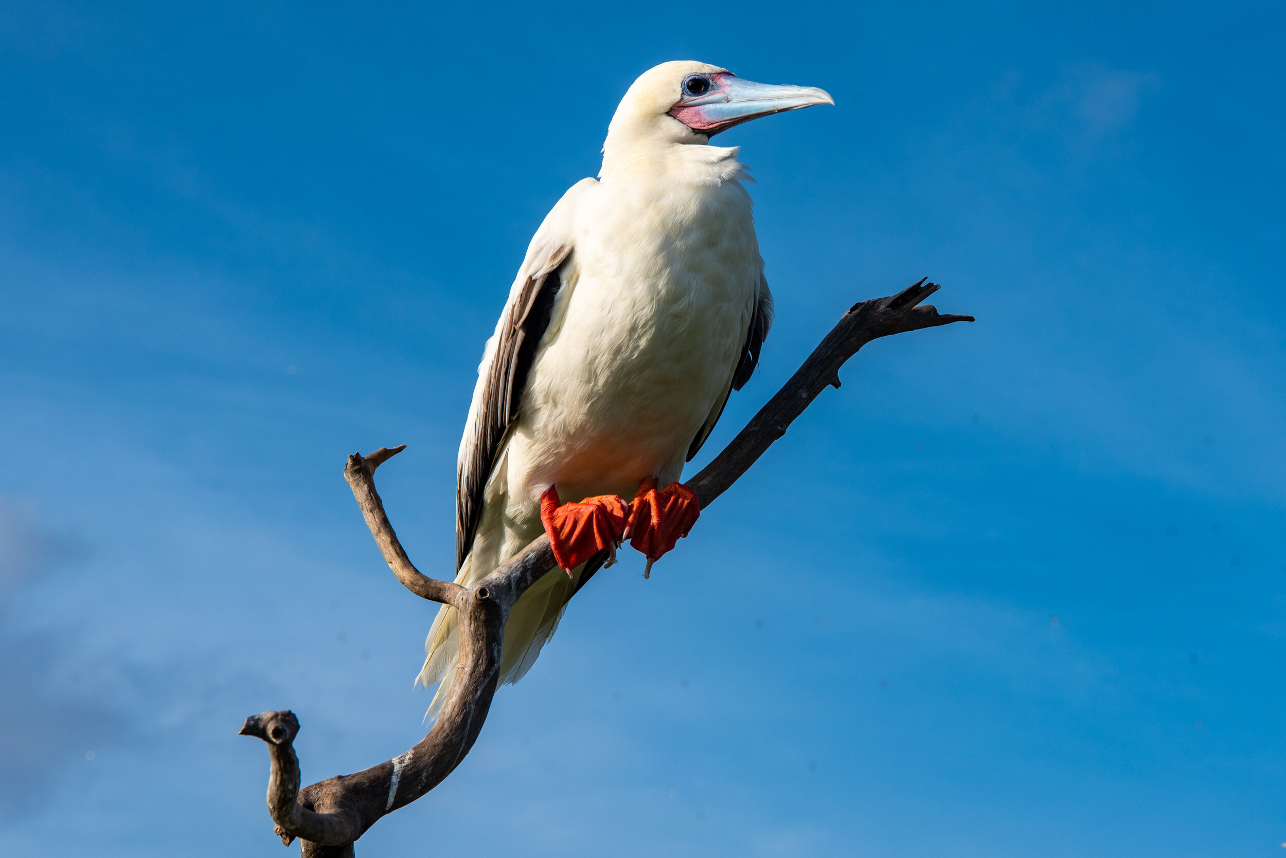  February 2019 - Red Footed Booby finds the perfect branch. 