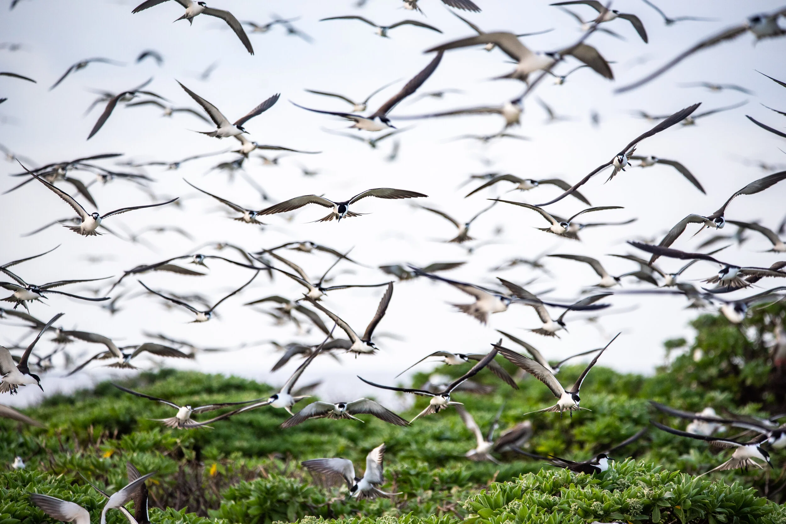  March 2019 - During late February and early March the Sooty terns return to the island in great numbers to breed. 