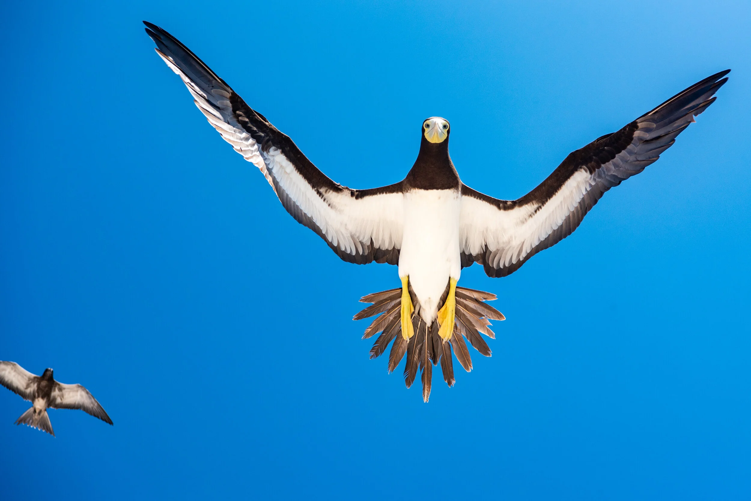  October 2018 - Brown Booby directly overhead. 