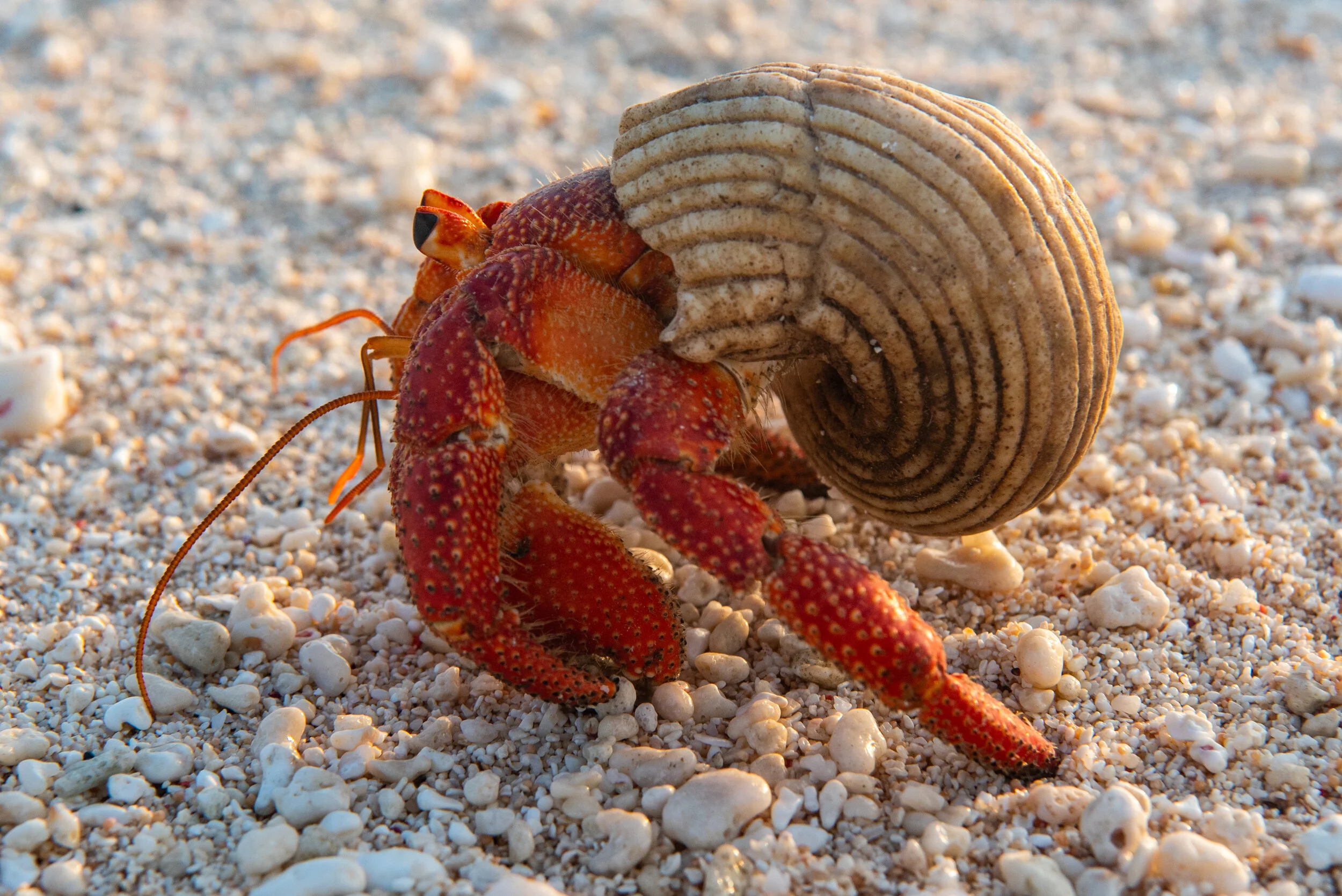  November 2018 - Hermit Crab on the march. 