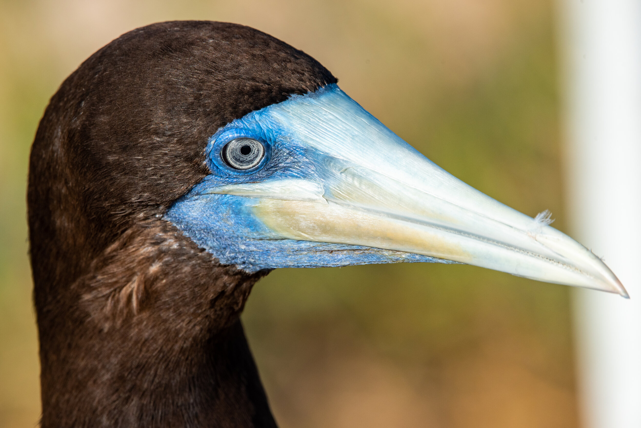  December 2018 - Close up of a Brown Booby - showing the amazing detail of it’s eye. 