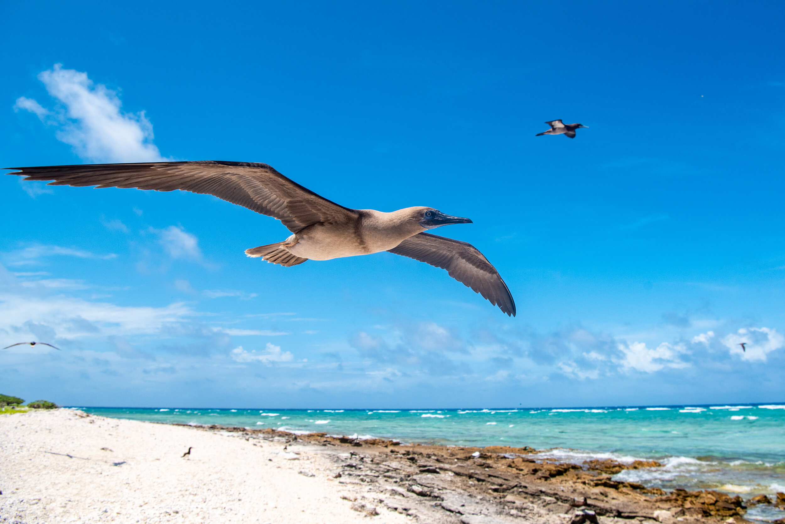  January 2019 - Young Brown Booby in flight. 