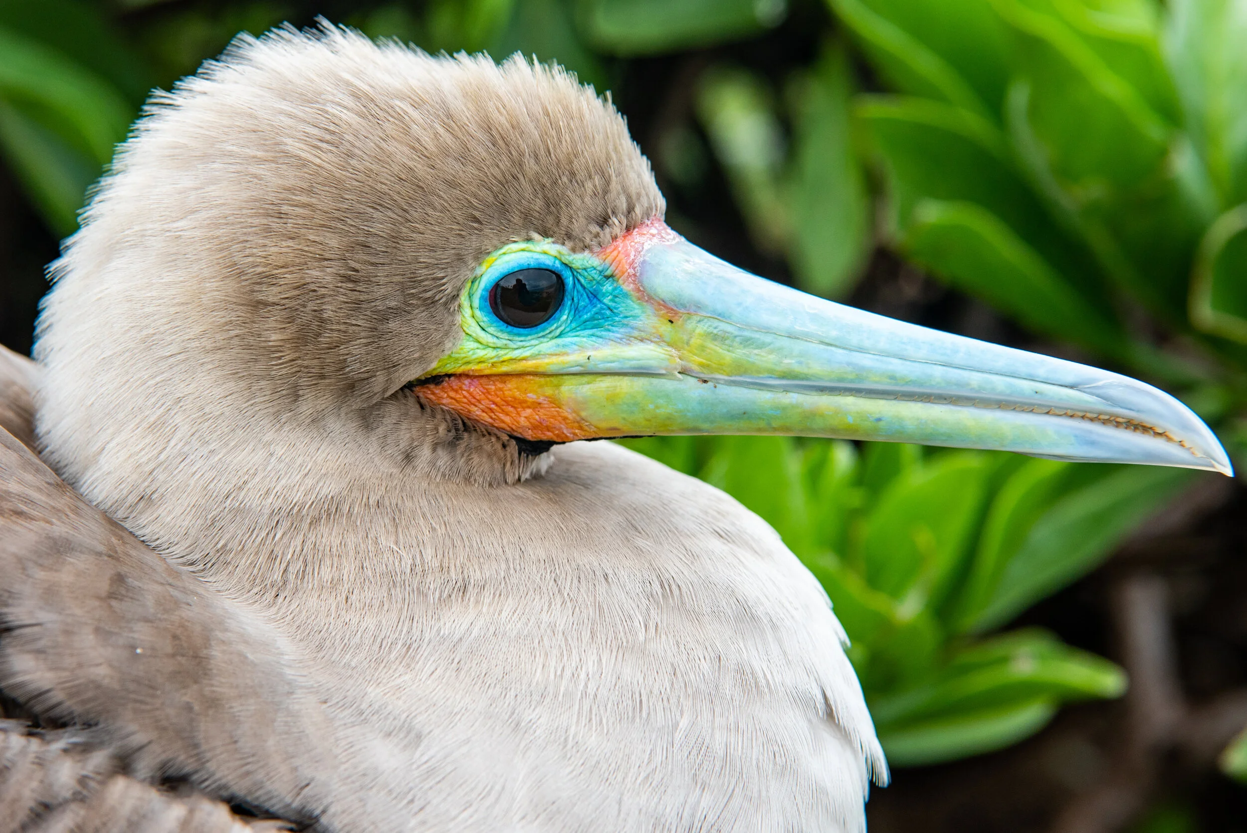  February 2019 - Sharp focused close up of a juvenile Red Footed Booby. 