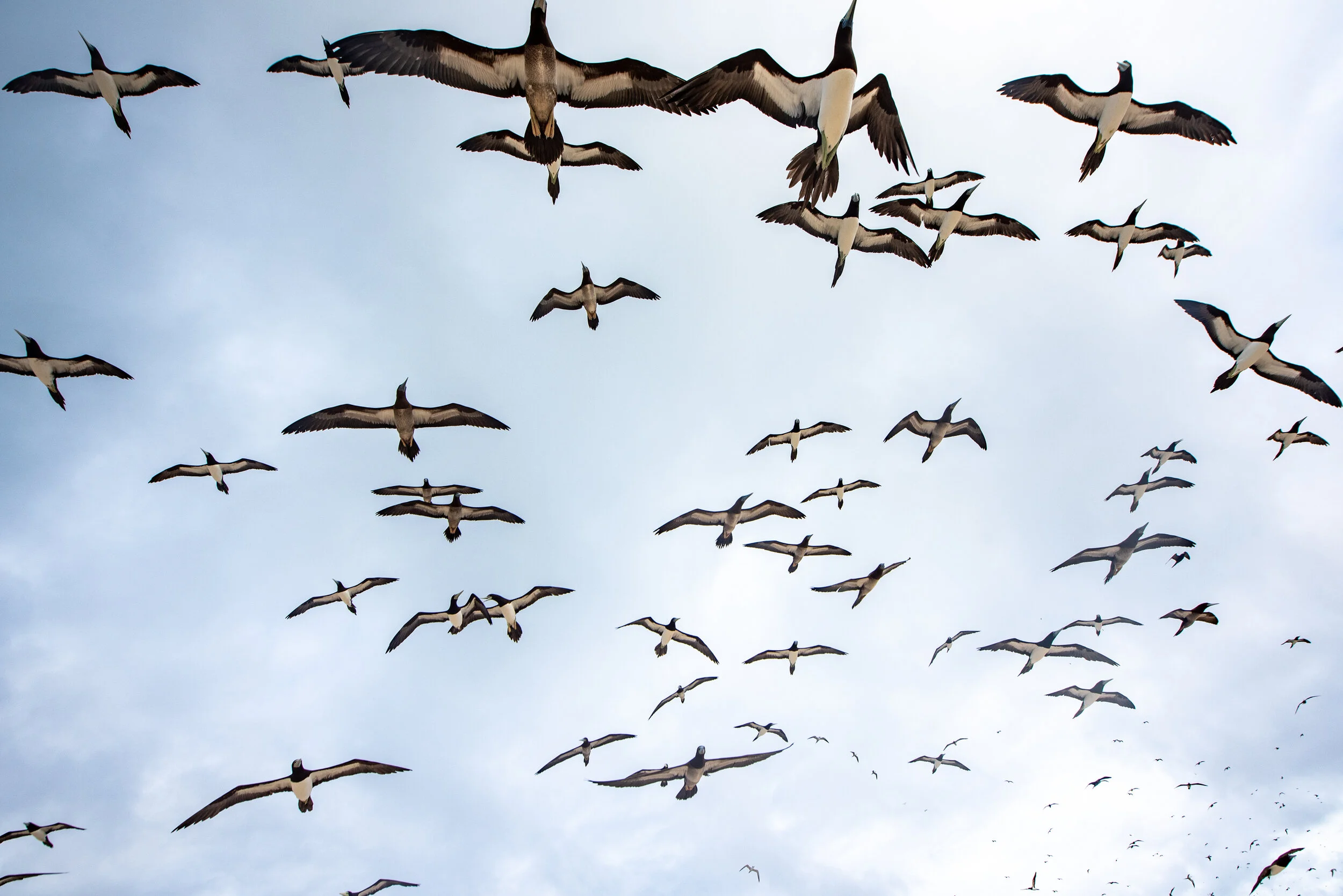  March 2019 - Squadron of Brown Booby birds gliding in the wind. 