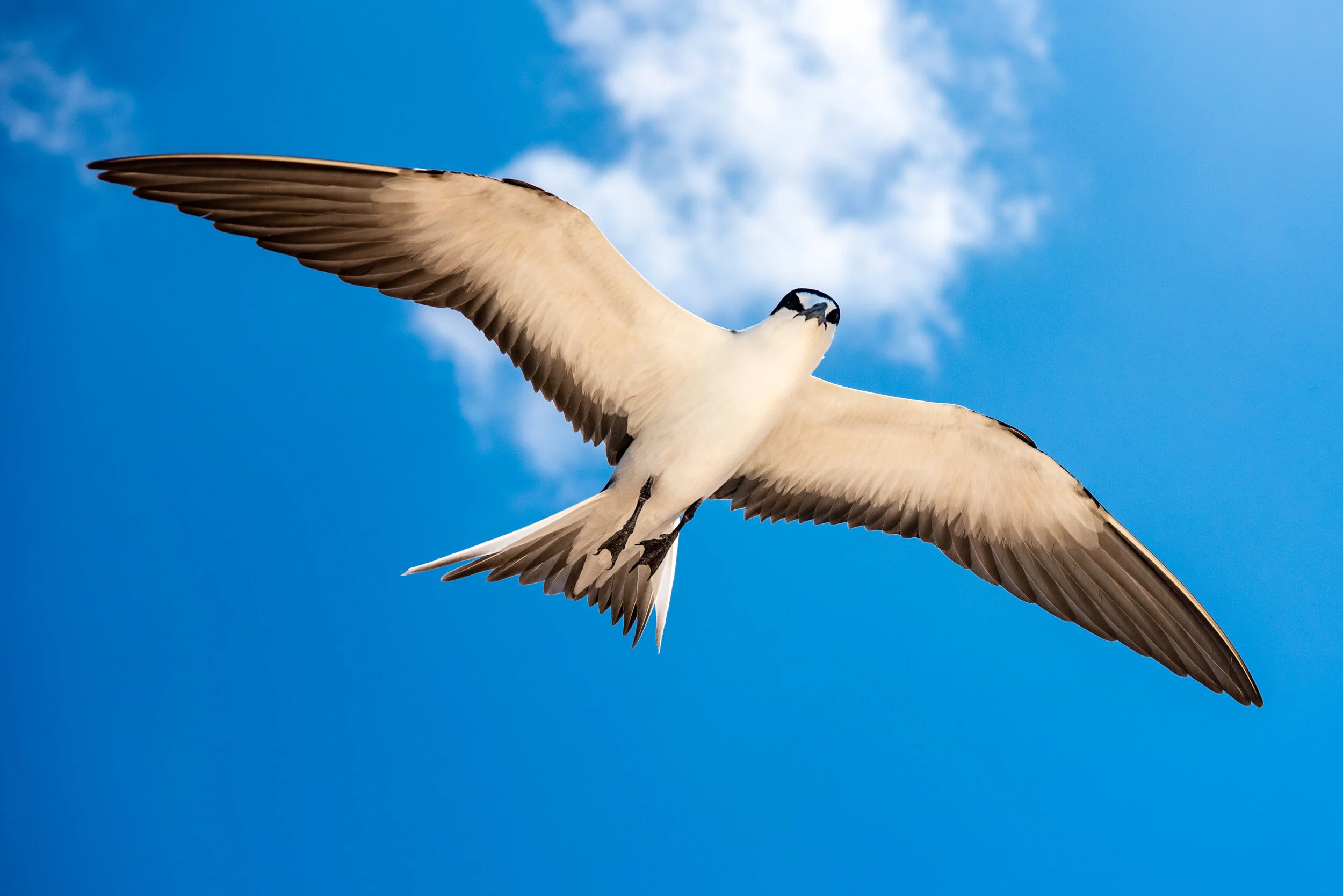  October 2018 - Sooty tern overhead. 