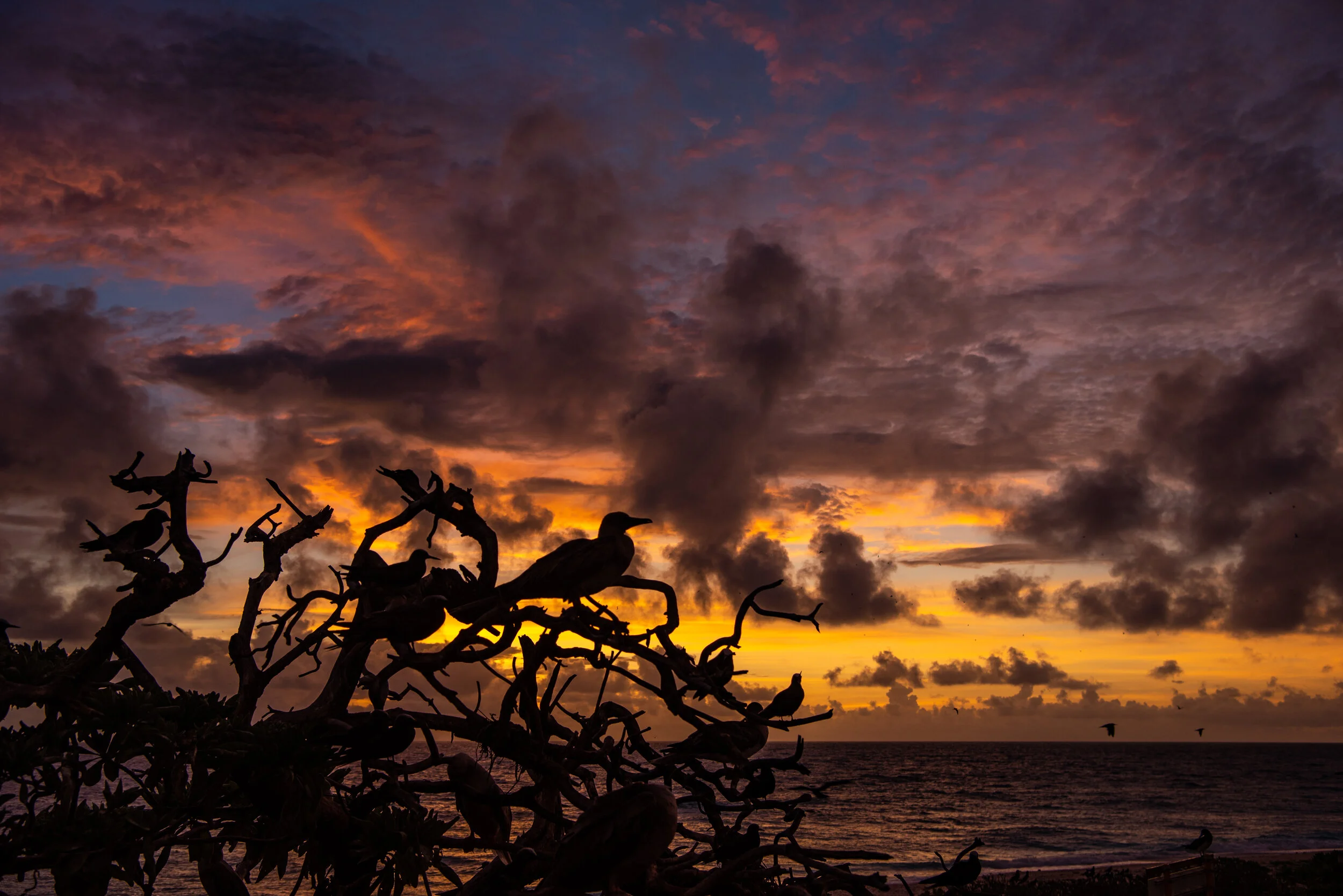  December 2018 - Birds and branches silhouetted against a stunning sunset. 