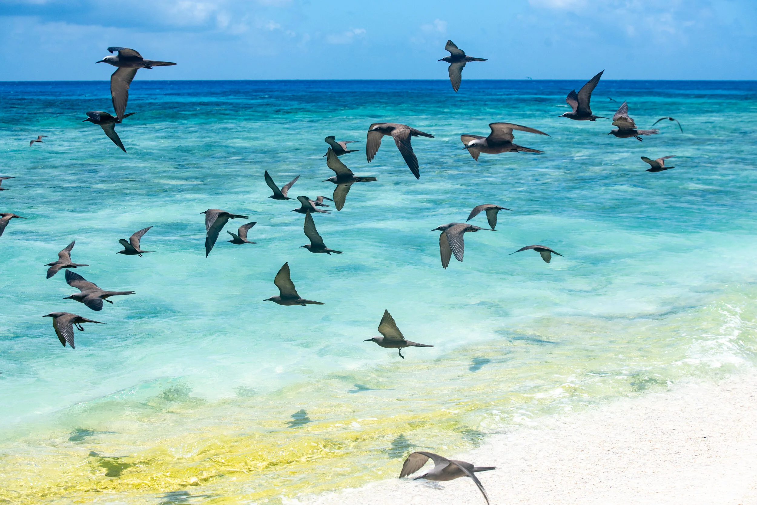  January 2019 - Flock of Noddy terns in flight close to shore. 