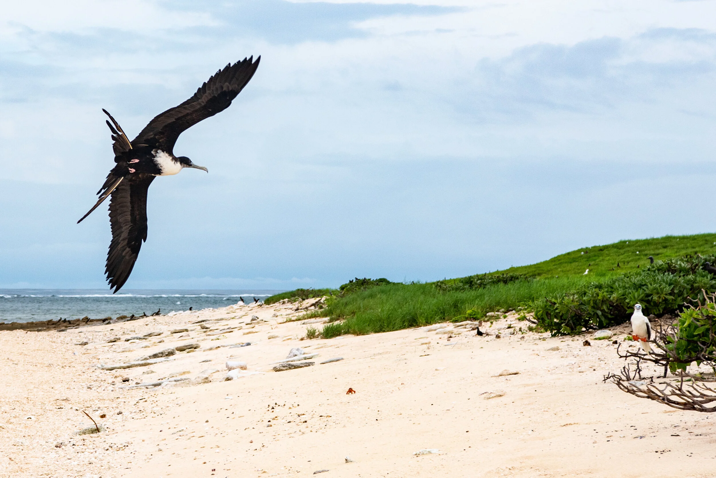  February 2019 - Lesser Frigatebird in flight just over the beach. 