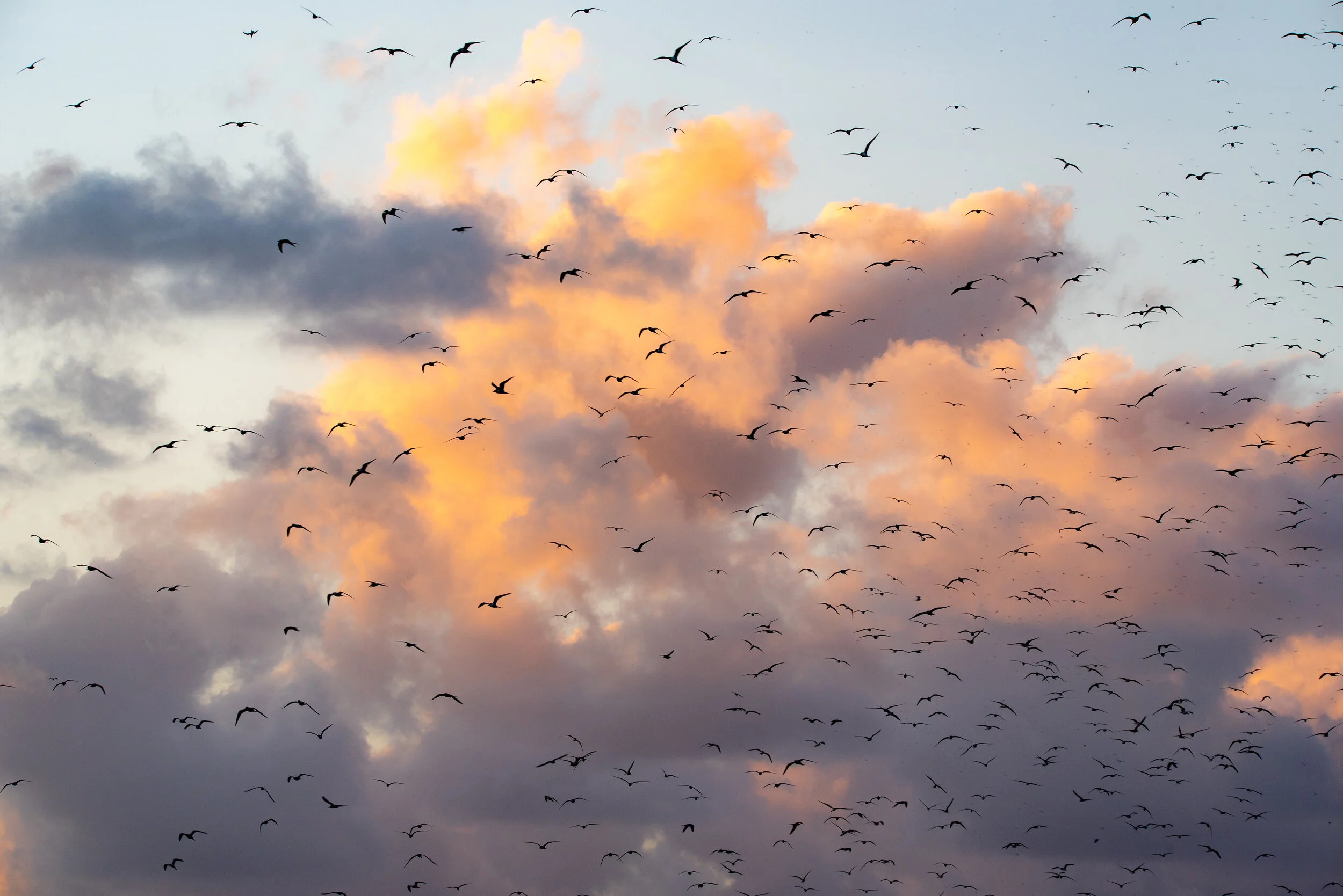  February 2019 - Many hundreds if not thousands of birds in the air at sunset. 