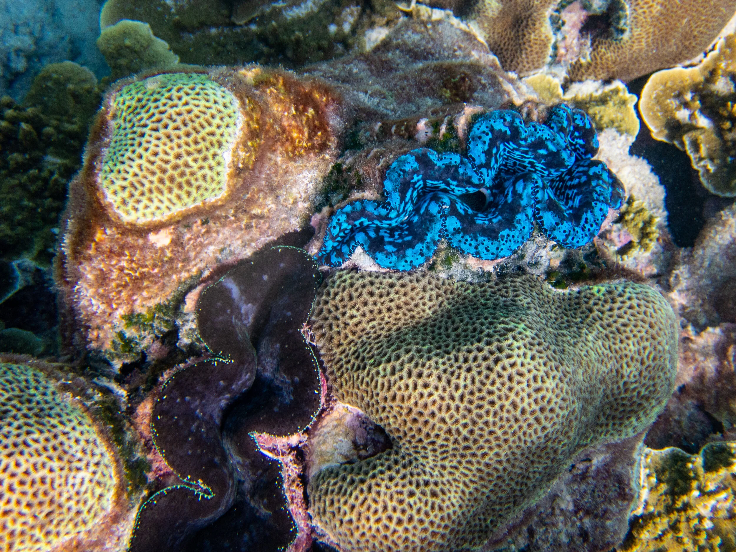  October 2018 - giant clams and coral on the reefs just offshore 