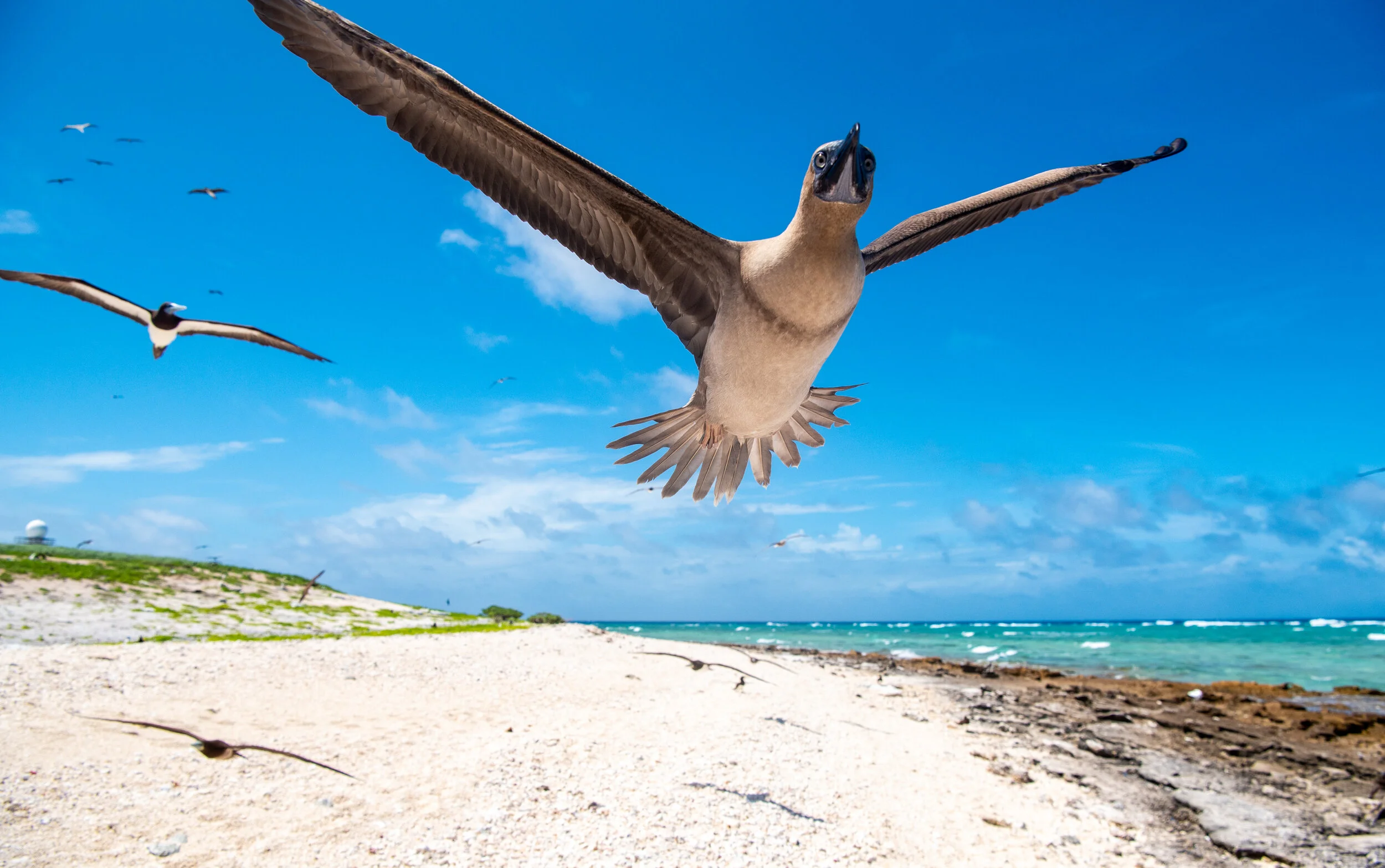  January 2019 - Juvenile Brown Booby doing a fly by 