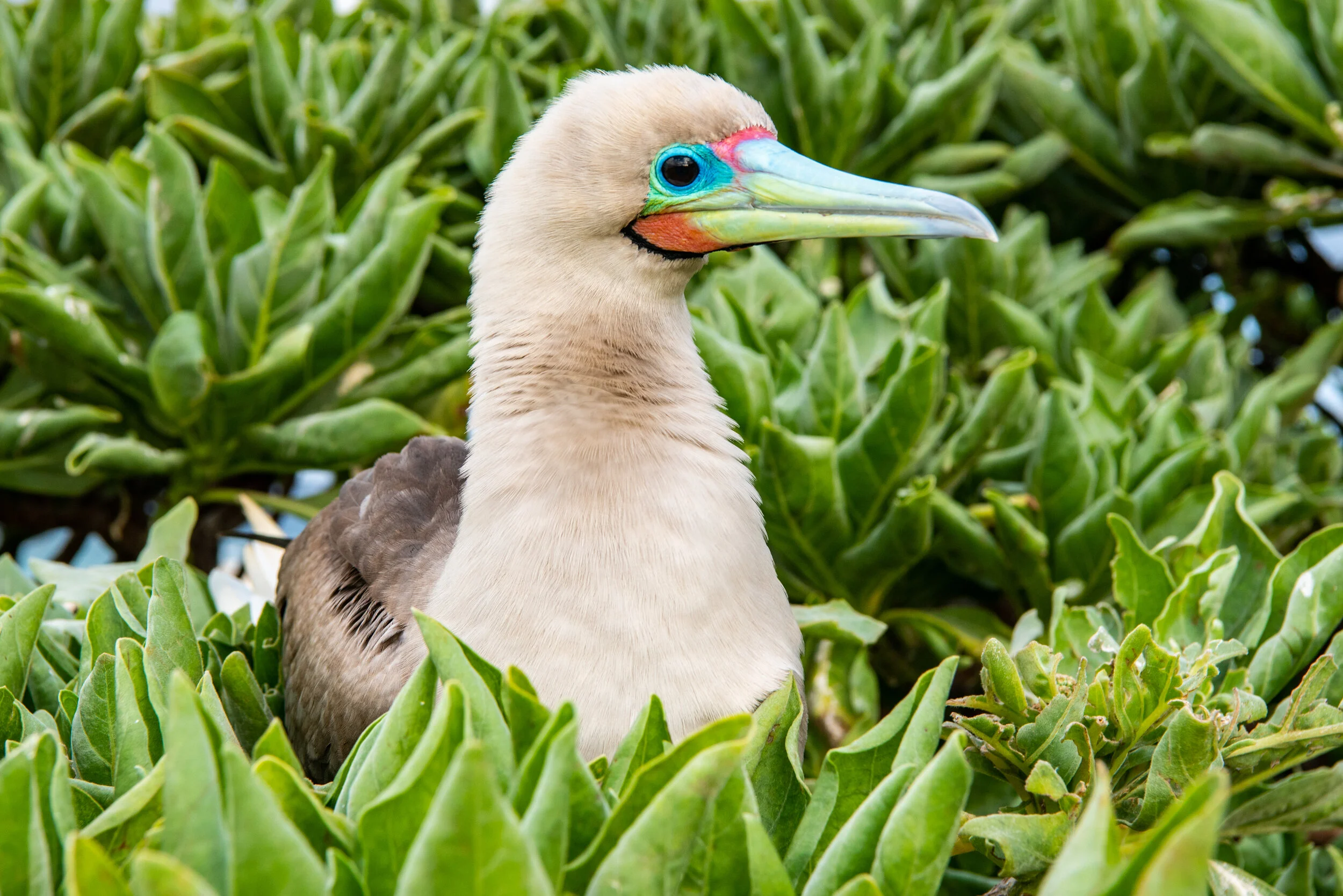  February 2019 - Beautiful face colouring of a Red Footed Booby 