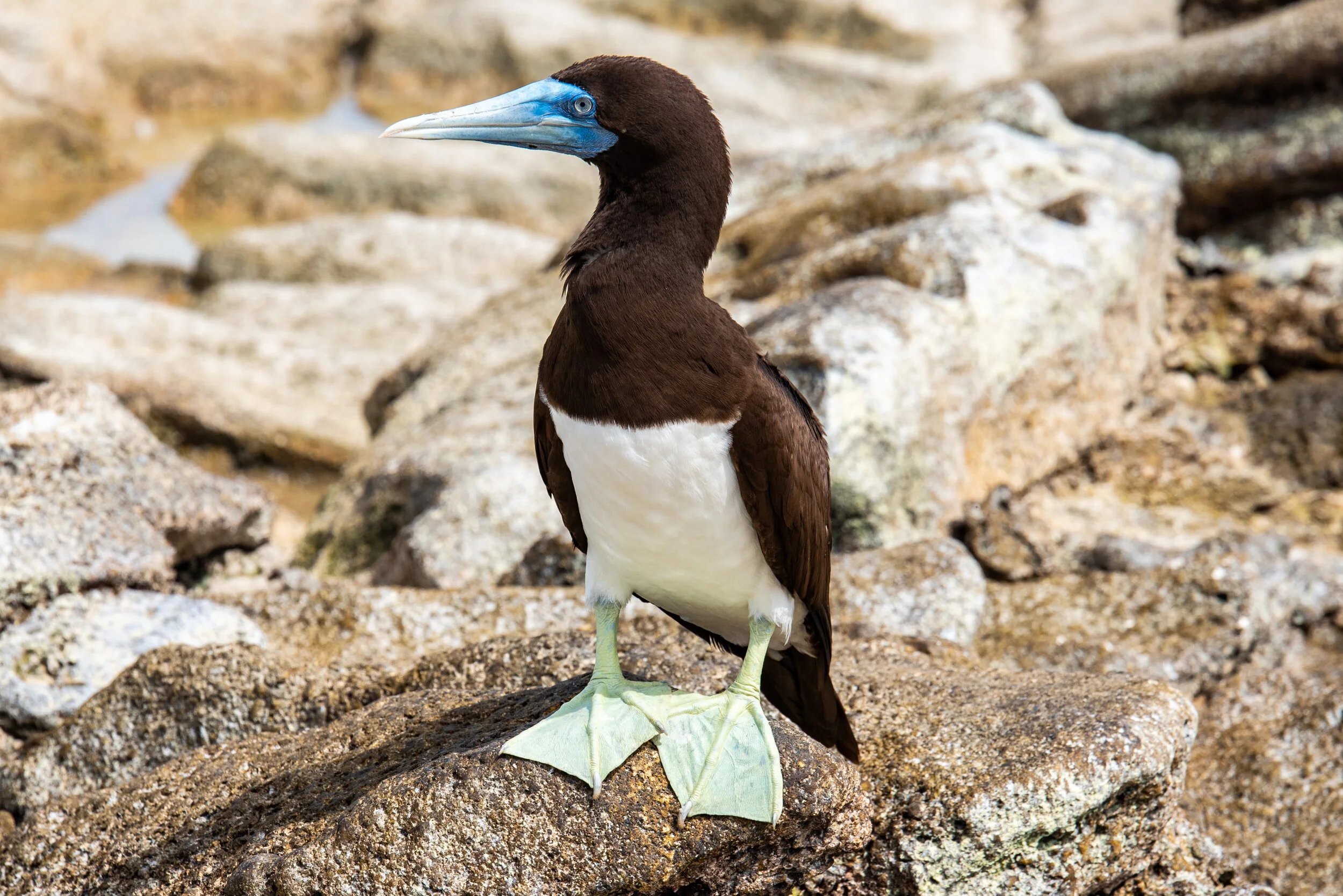  December 2018 - Beautiful specimen of an adult male Brown Booby 