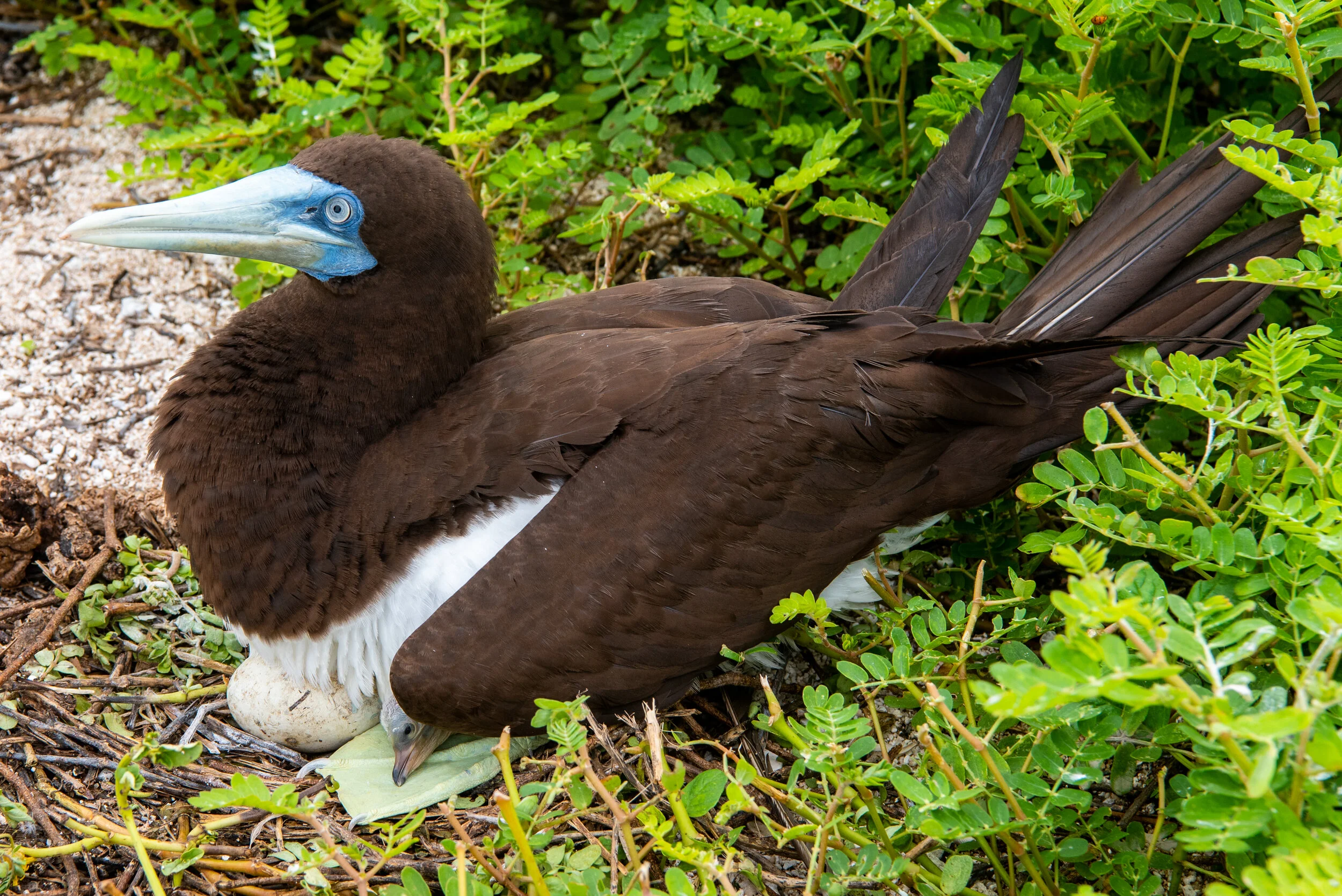  February 2019 - Male Brown Booby with it’s newly hatched chick 