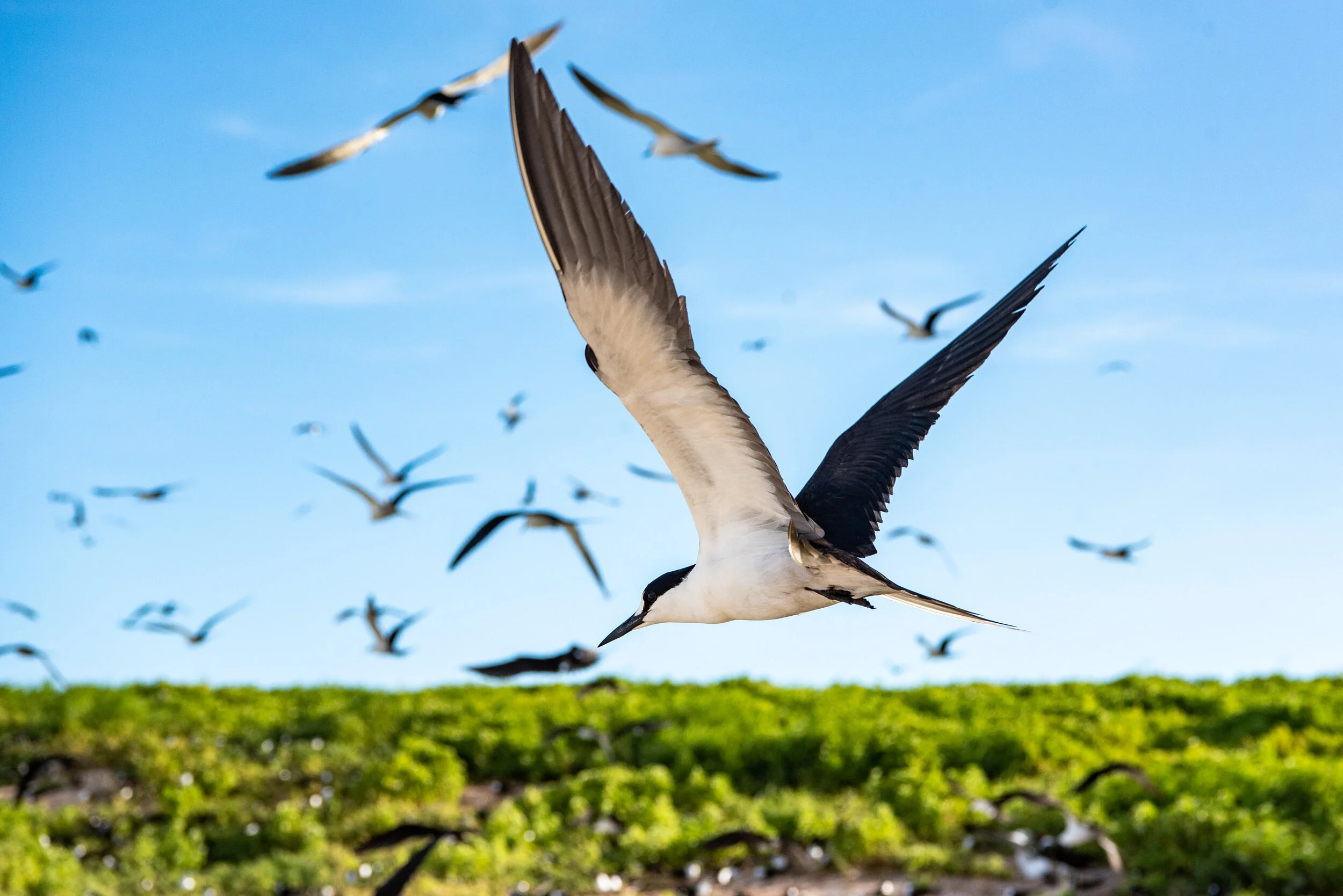  April 2019 - Sooty tern returns to its nest. 