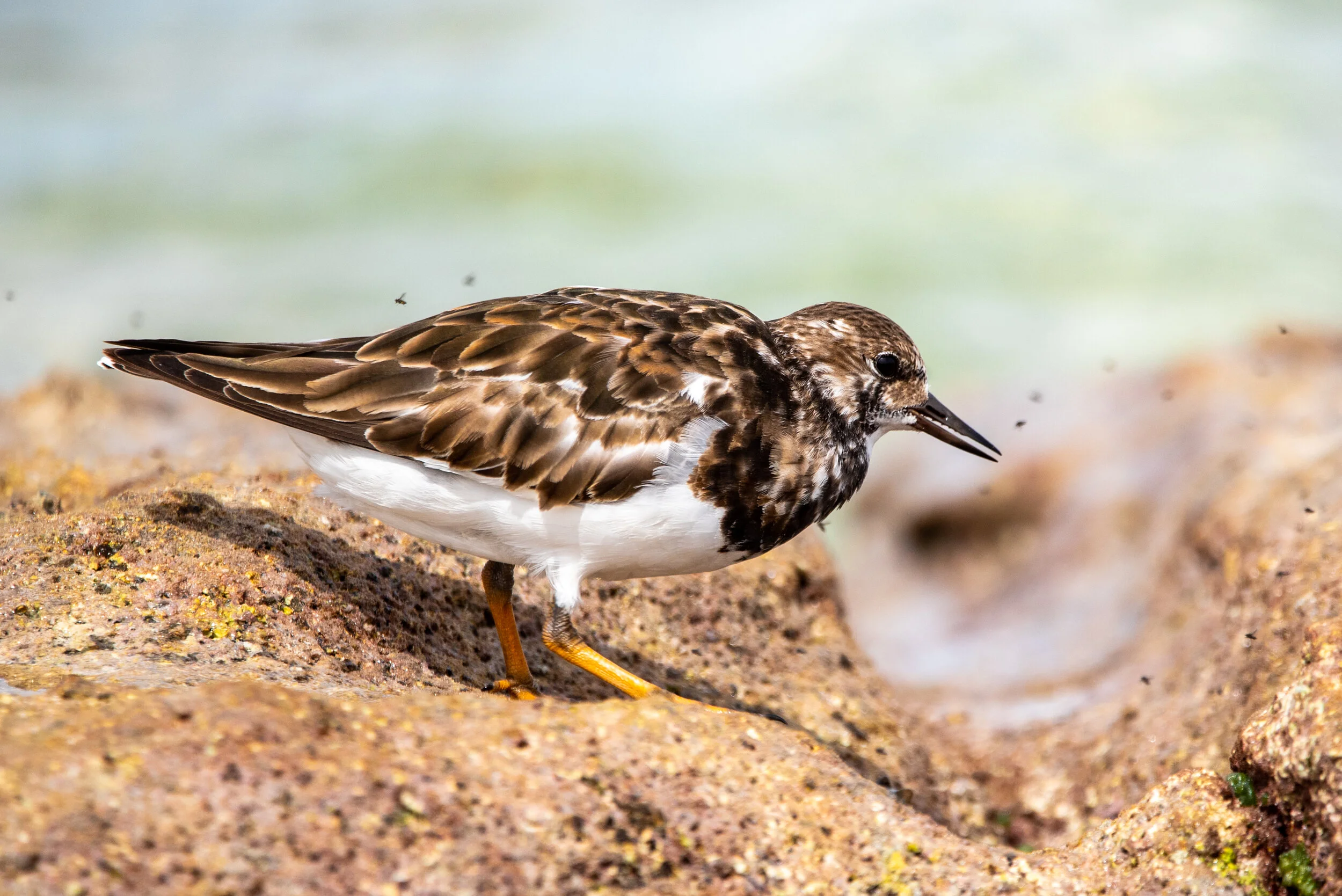  December 2018 - Ruddy Turnstone catching flies on the reef 