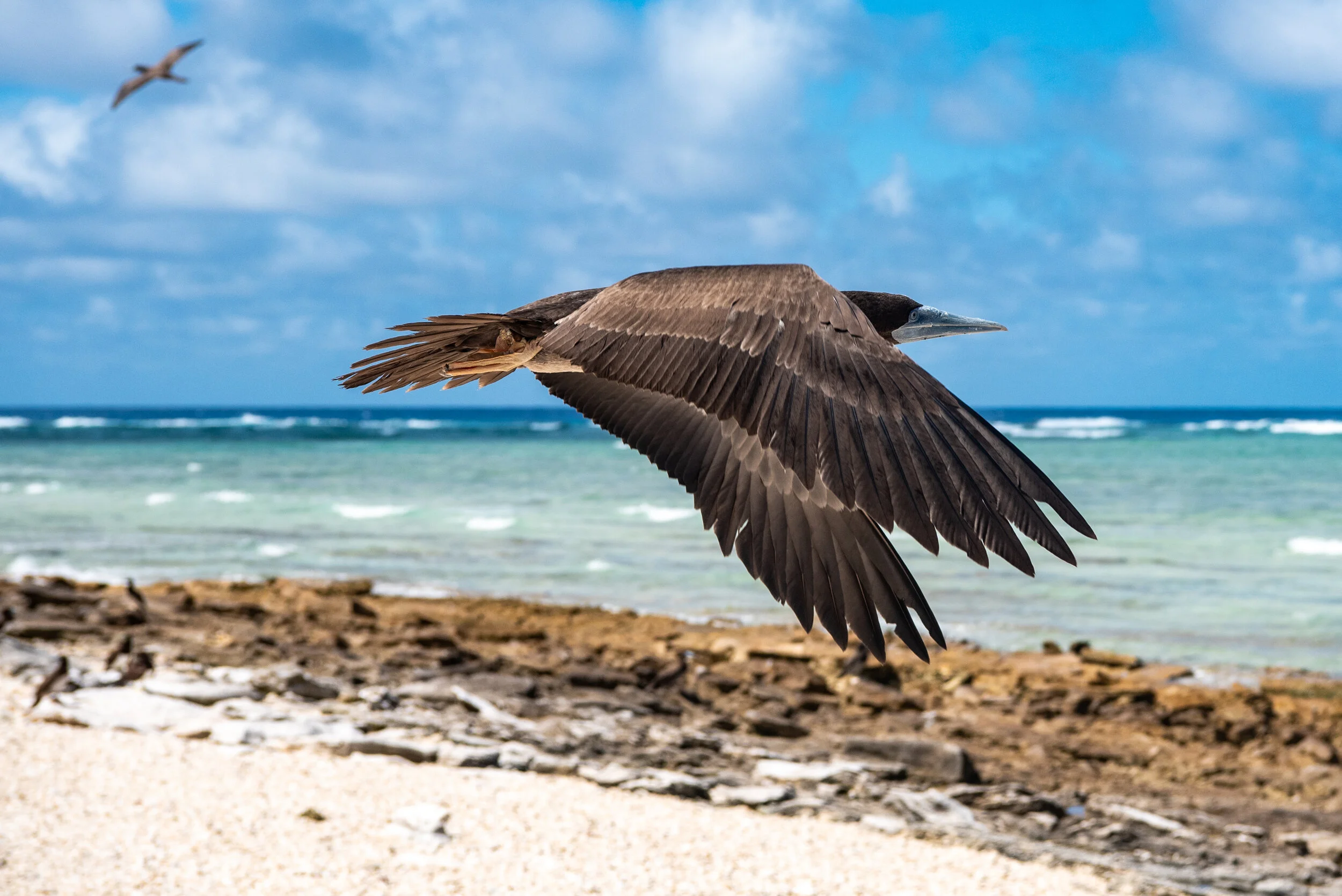  January 2019 - Brown Booby fly by 
