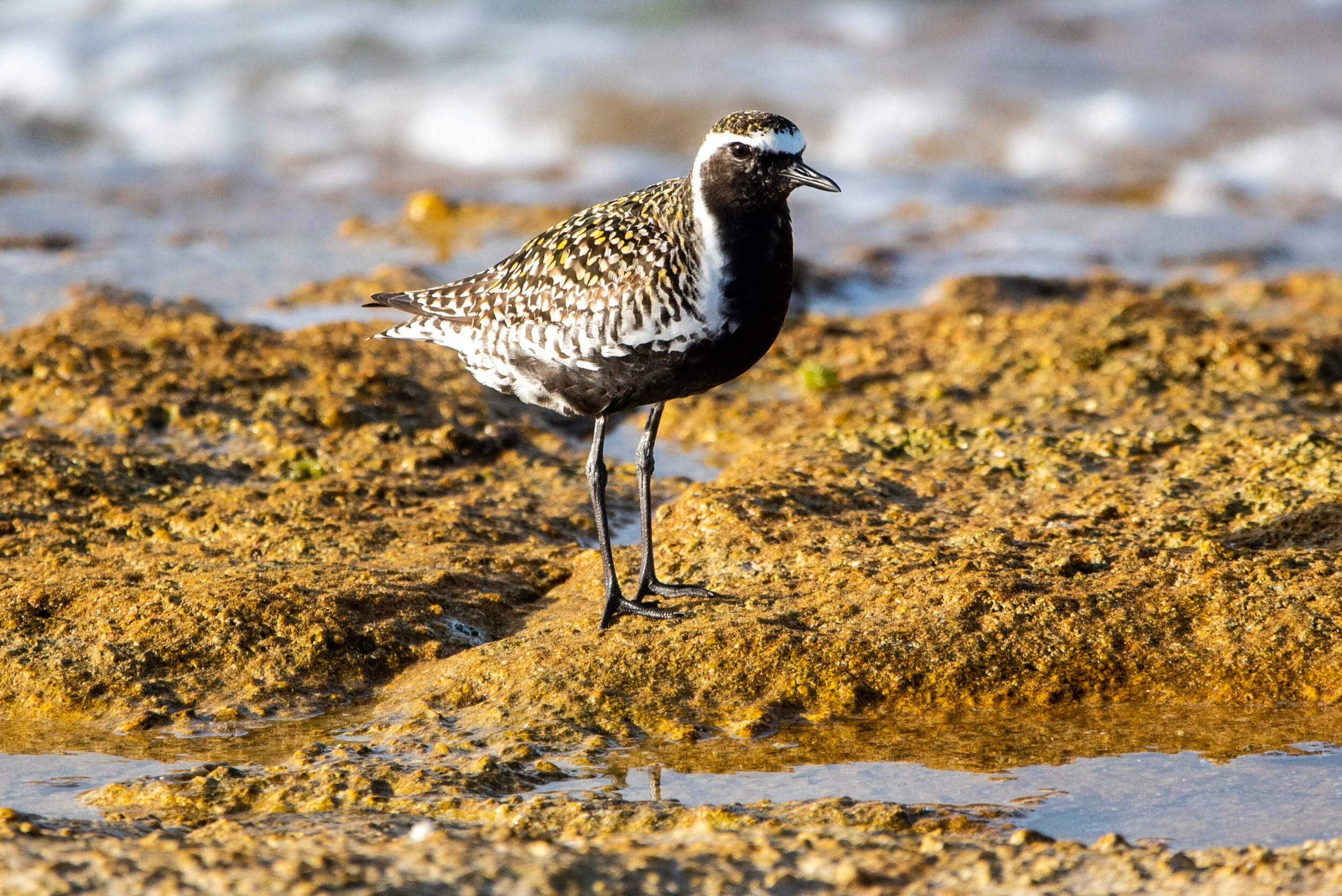  April 2019 - Pacific Golden Plover in breeding plumage 