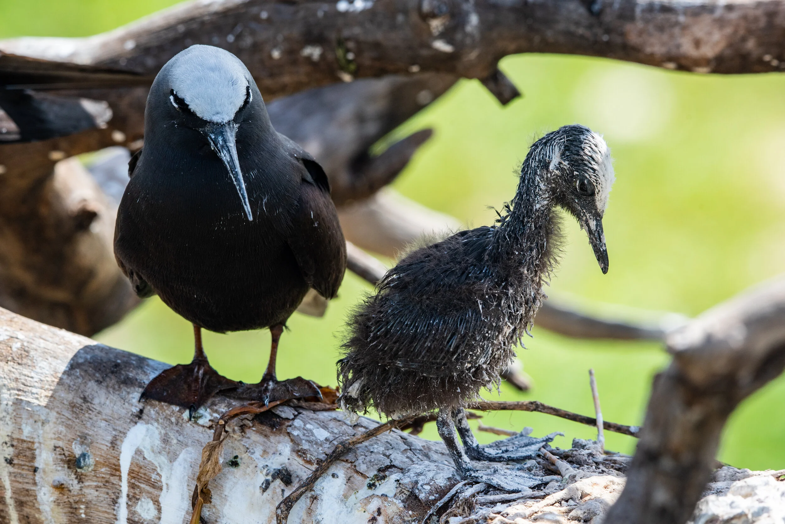  January 2019 - Black Noddy and it’s chick - Moral of this story: don’t build your nest on the lower branch 