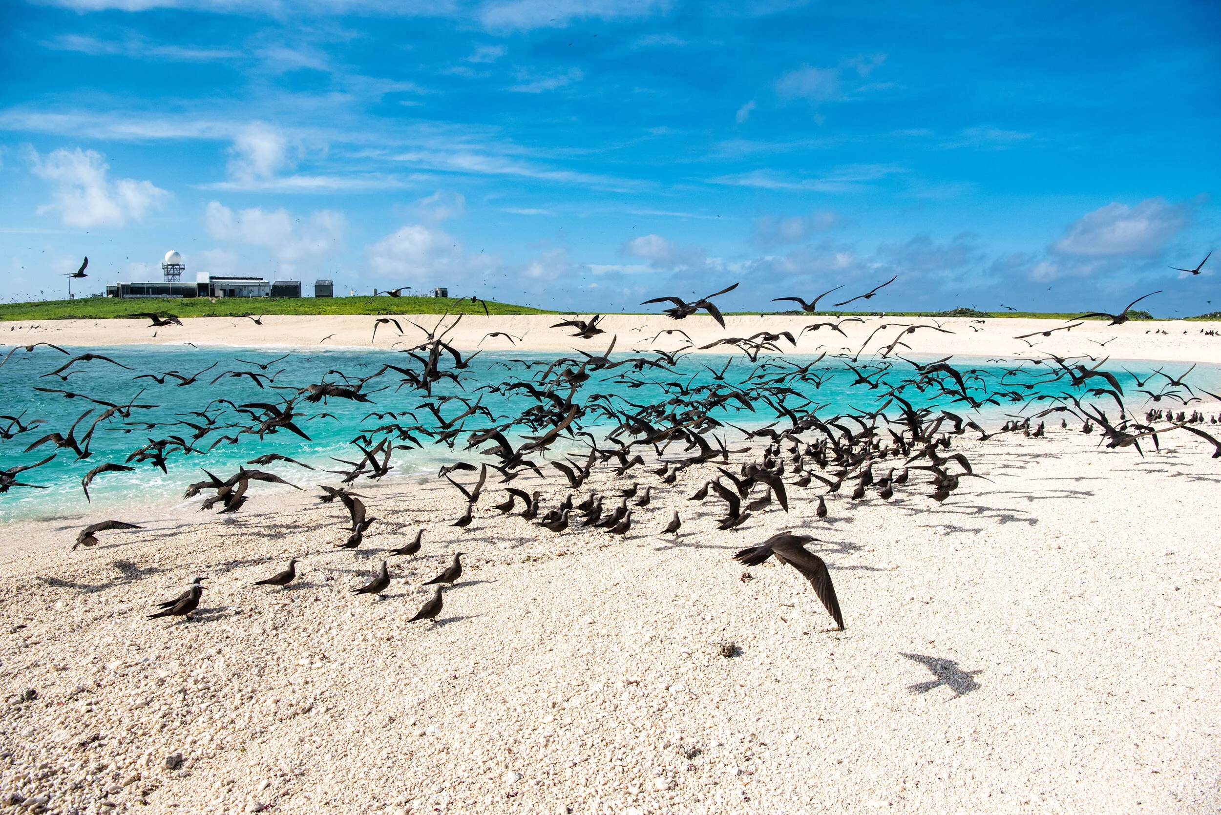  February 2019 - Common Noddy tern gathering on the southwest beach 