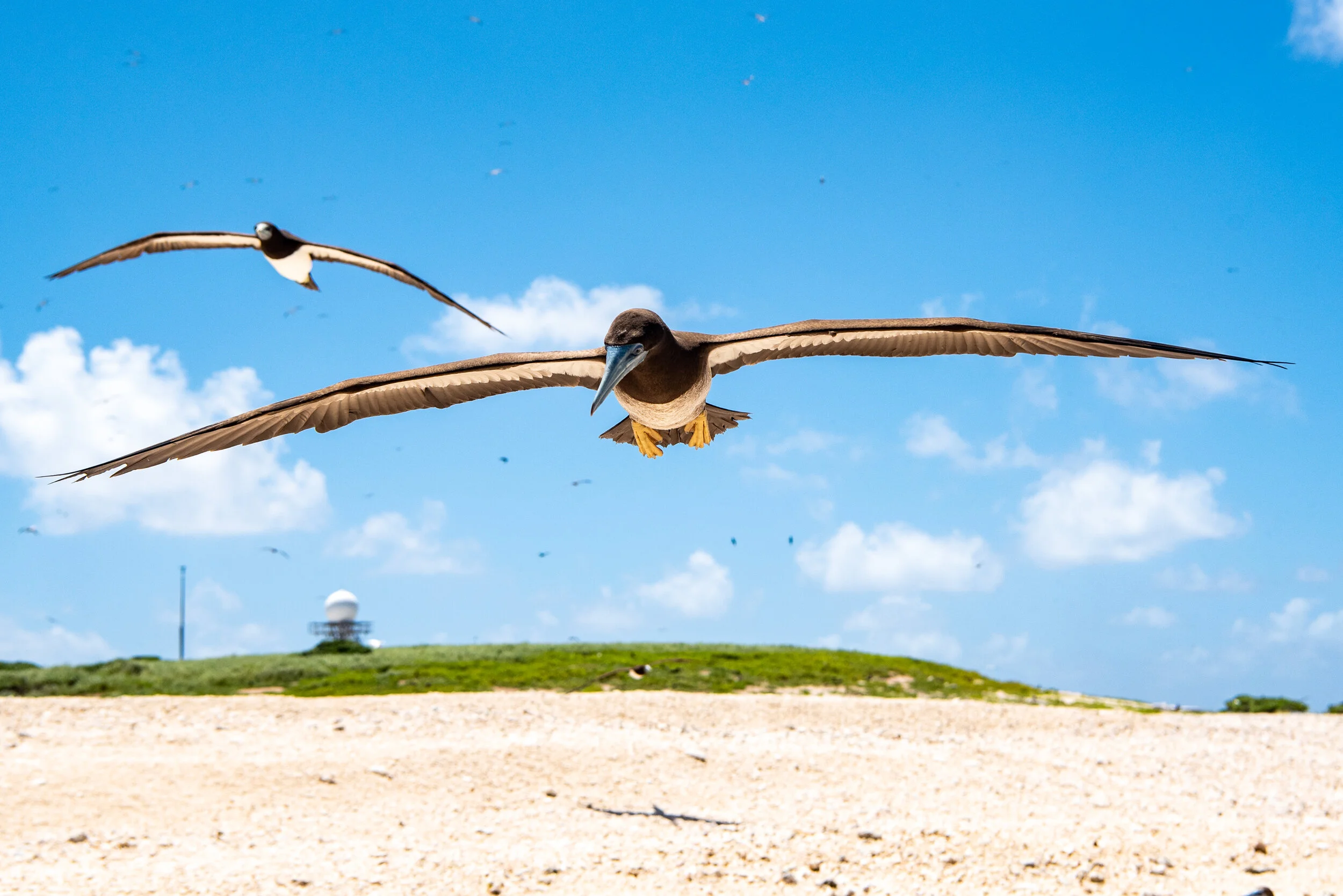  February 2019 - Brown Booby in flight 