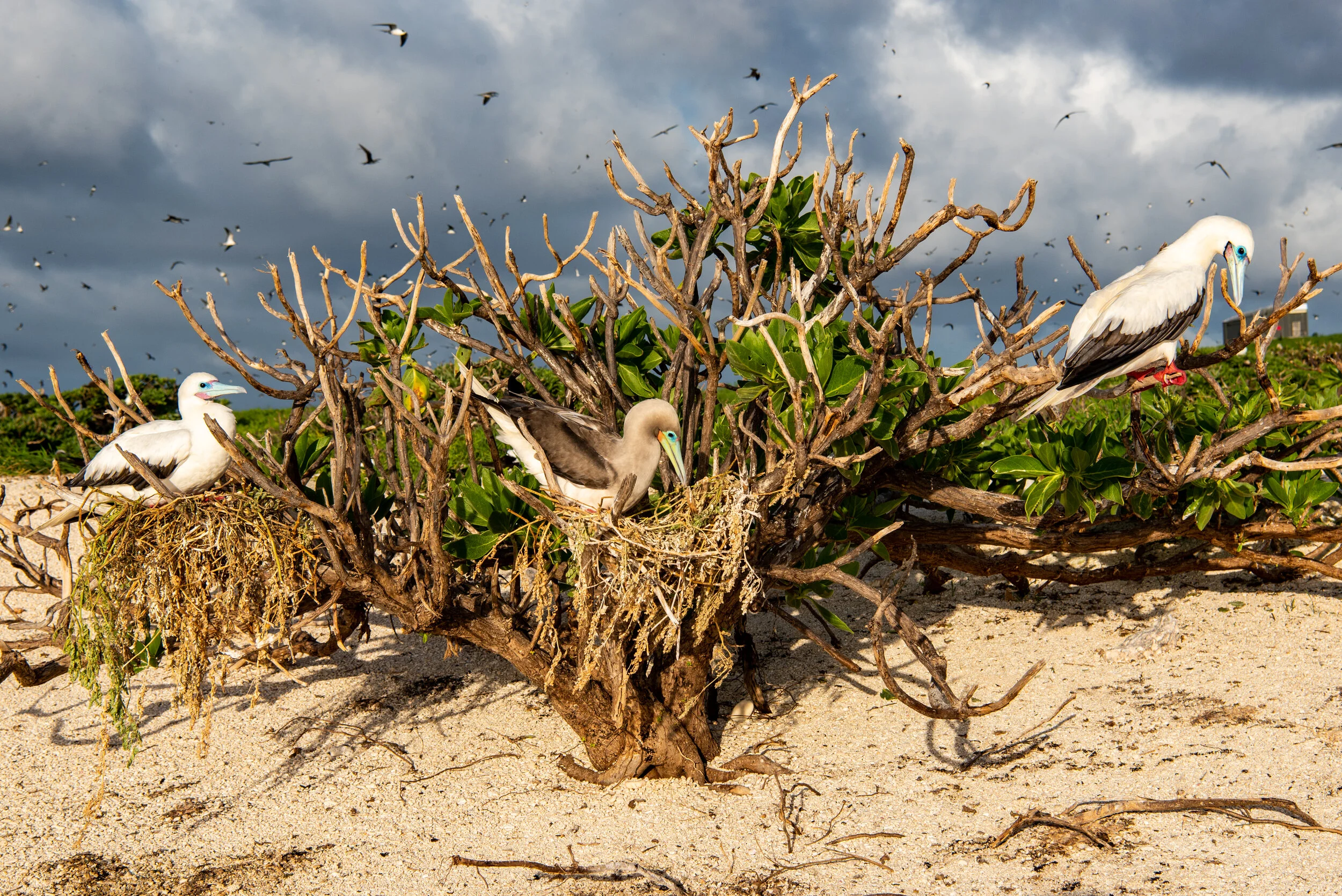  April 2019 - Red Footed Booby nesting tree at the far southern end of the island 