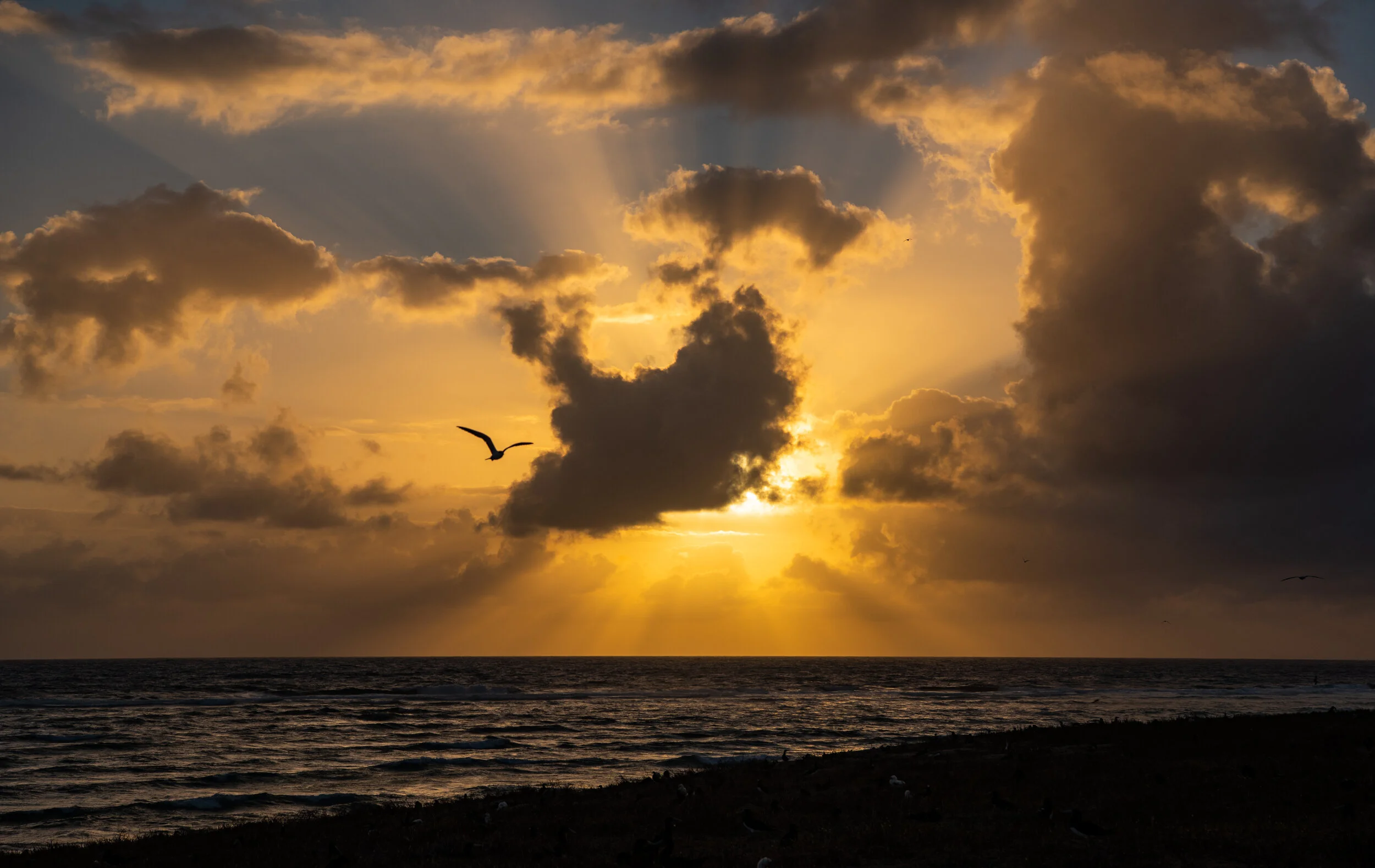  November 2018 - Bird silhouetted against sunset with crepuscular rays 