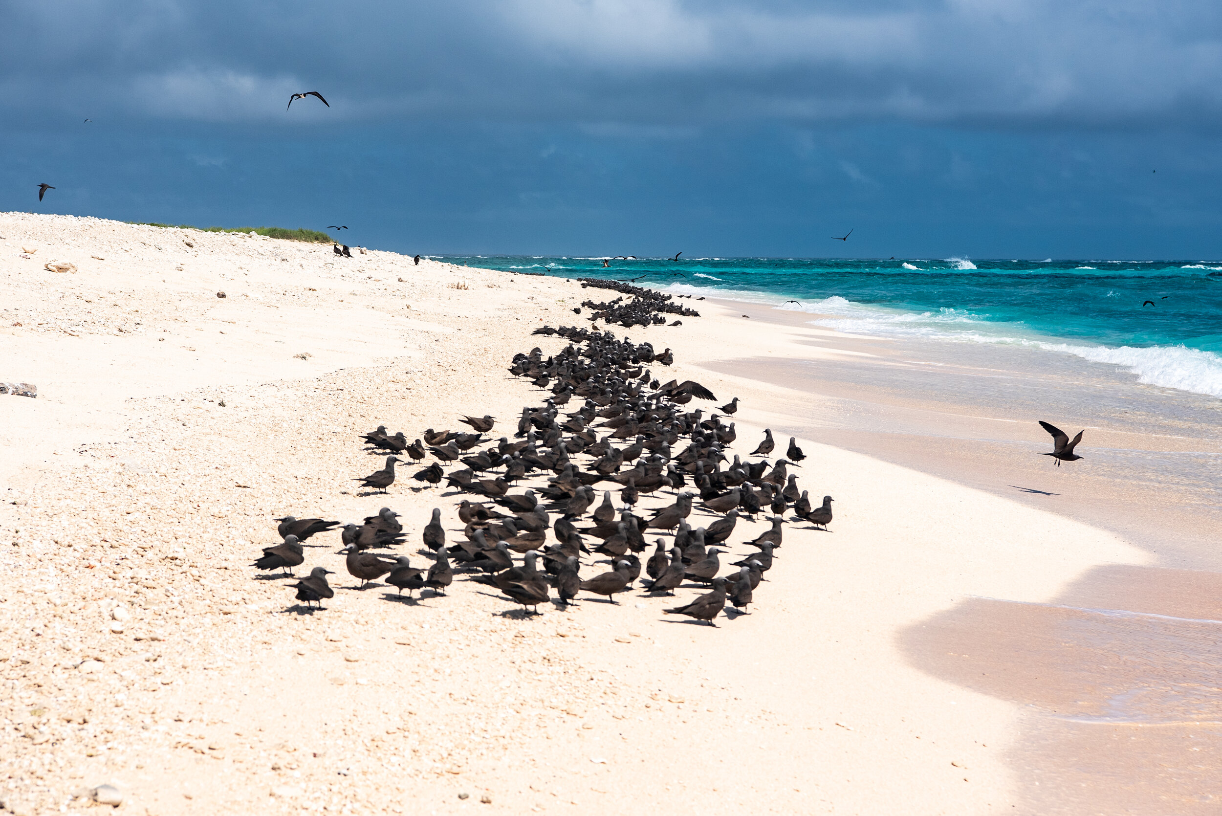  February 2019 - Common Noddy terns gather on the leeward (NE) side of the island 