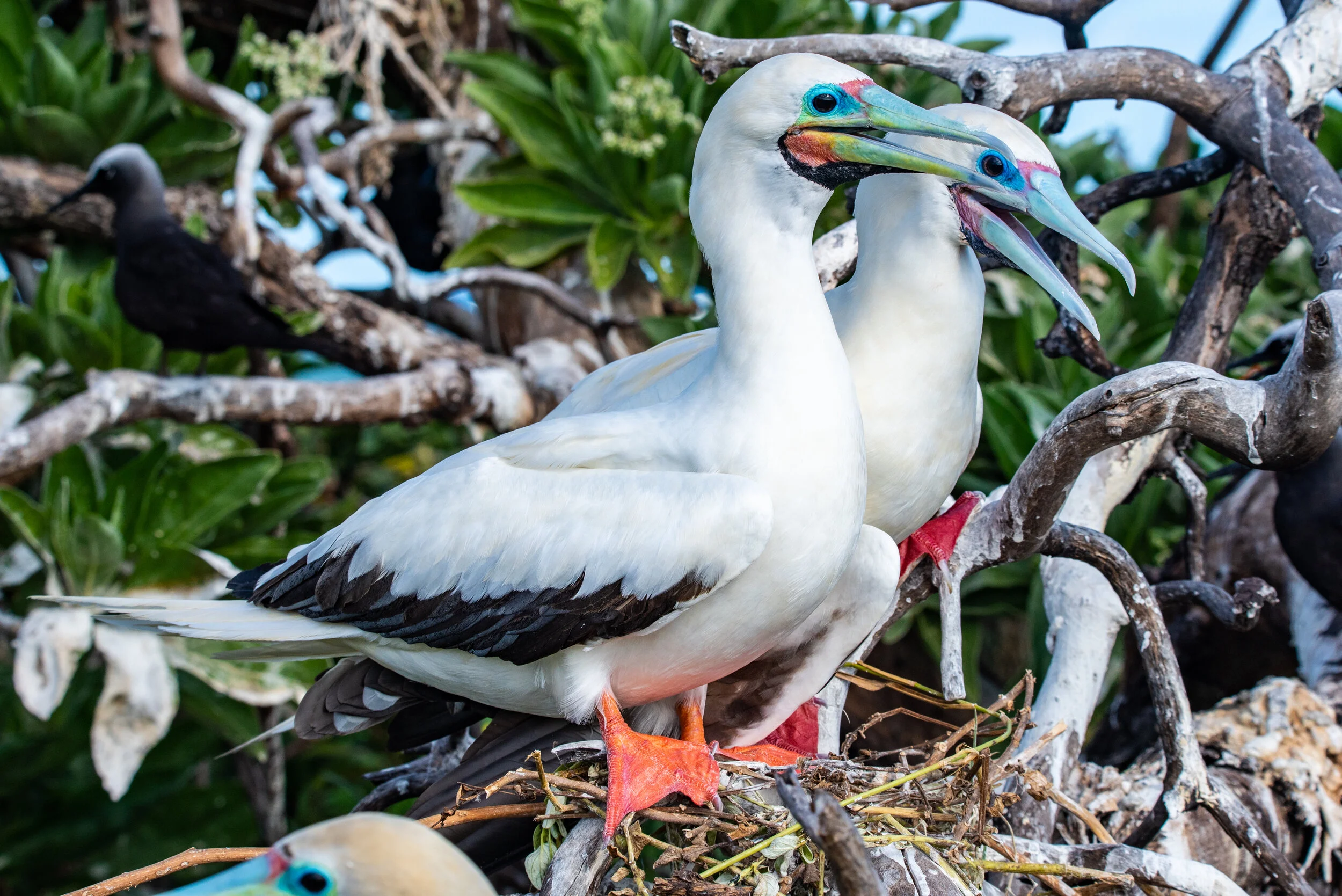  April 2019 - Mated pair of Red Footed Booby birds tending to their nest 
