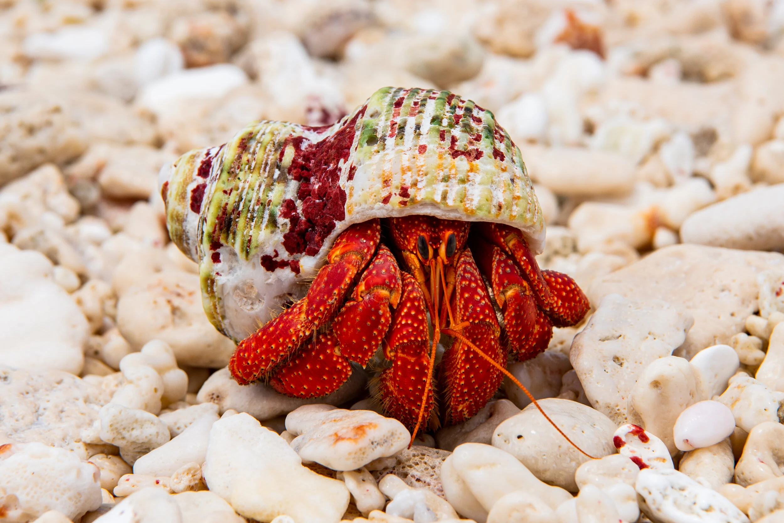  December 2018 - Christmas Hermit Crab 