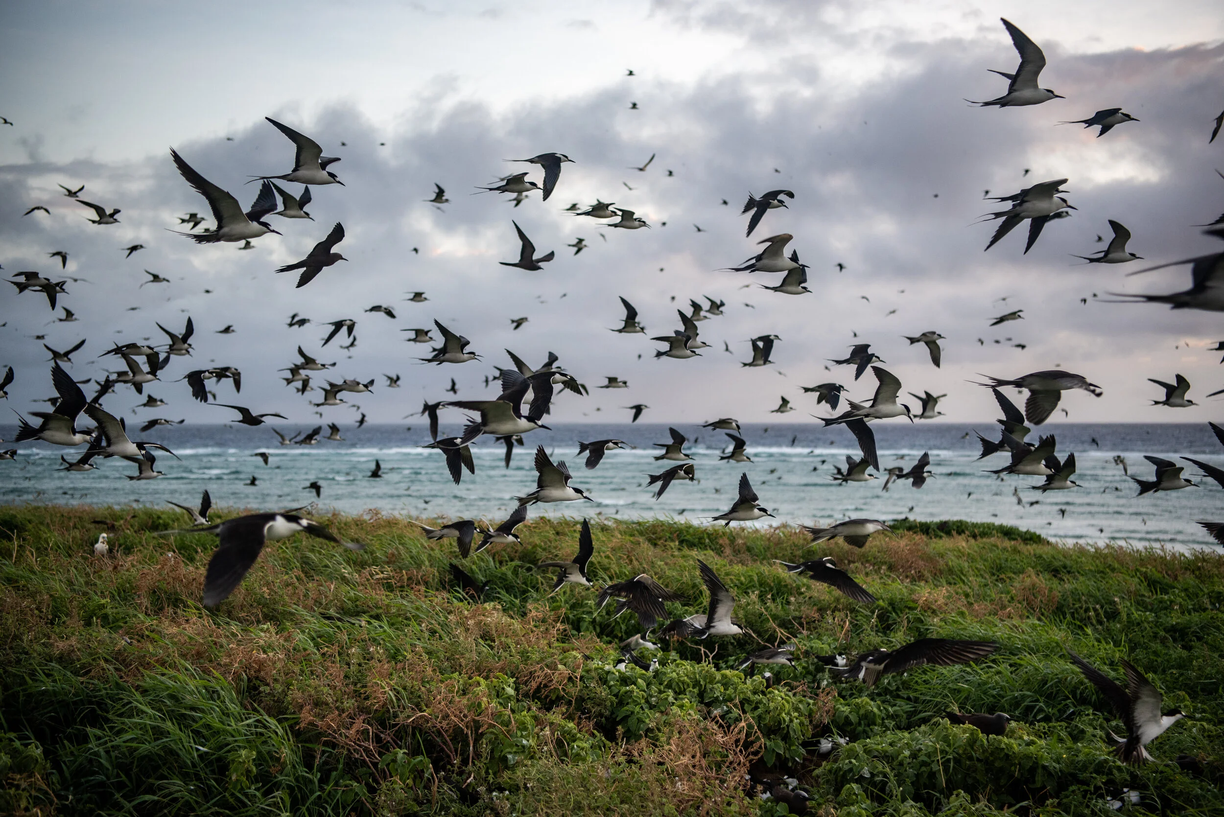  April 2019 - Breeding season for the Sooty terns 