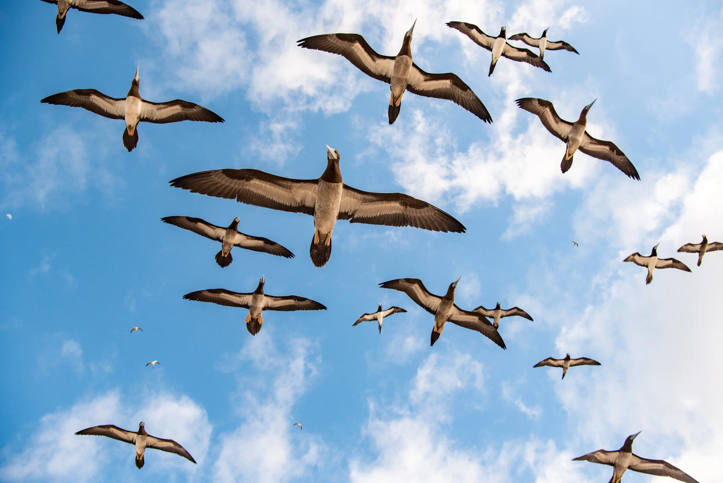  February 2019 - ‘Squadron’ of Brown Booby birds overhead  