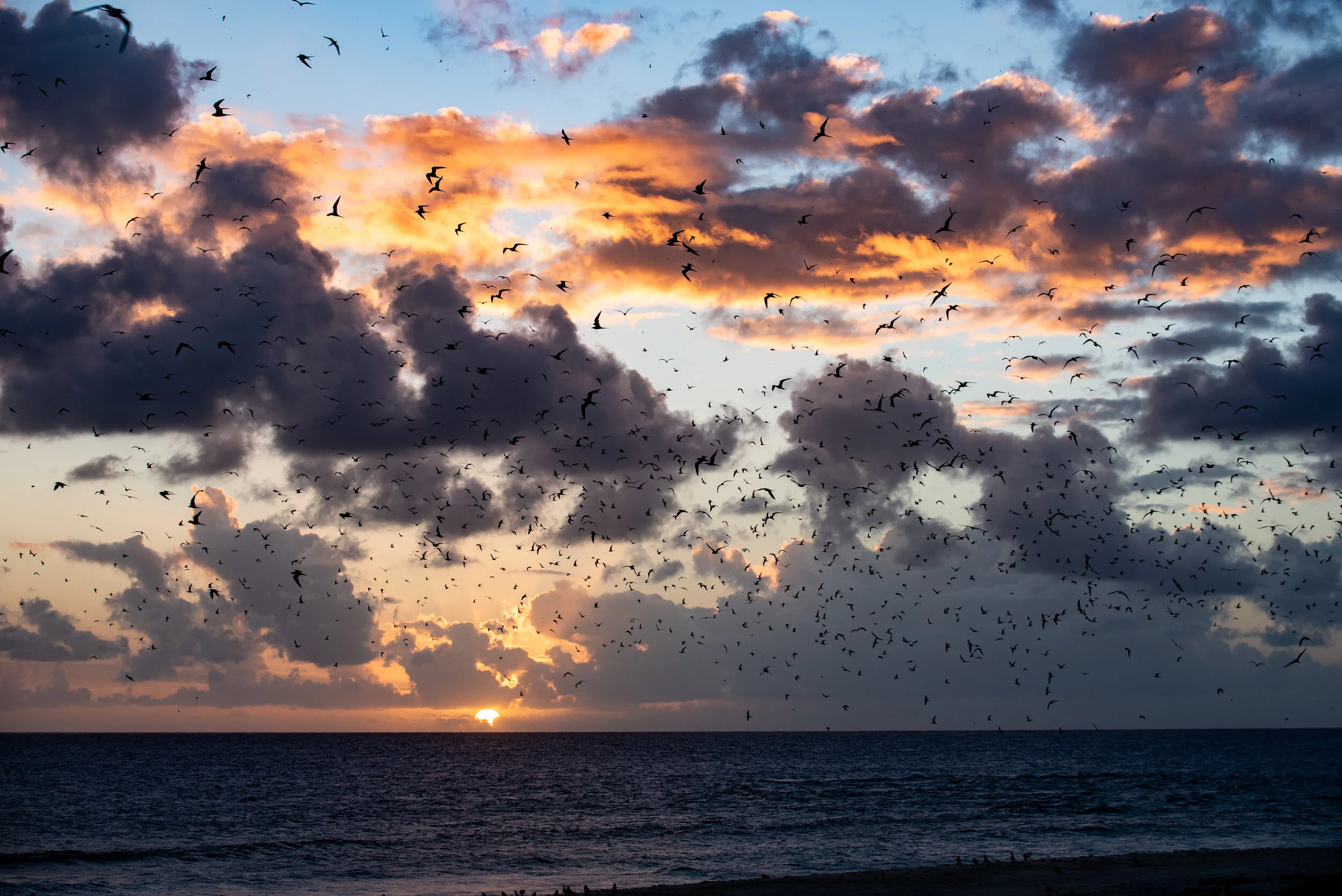  February 2019 - Hundreds, maybe thousands of birds, mostly sooty terns, in the sky at sunset 