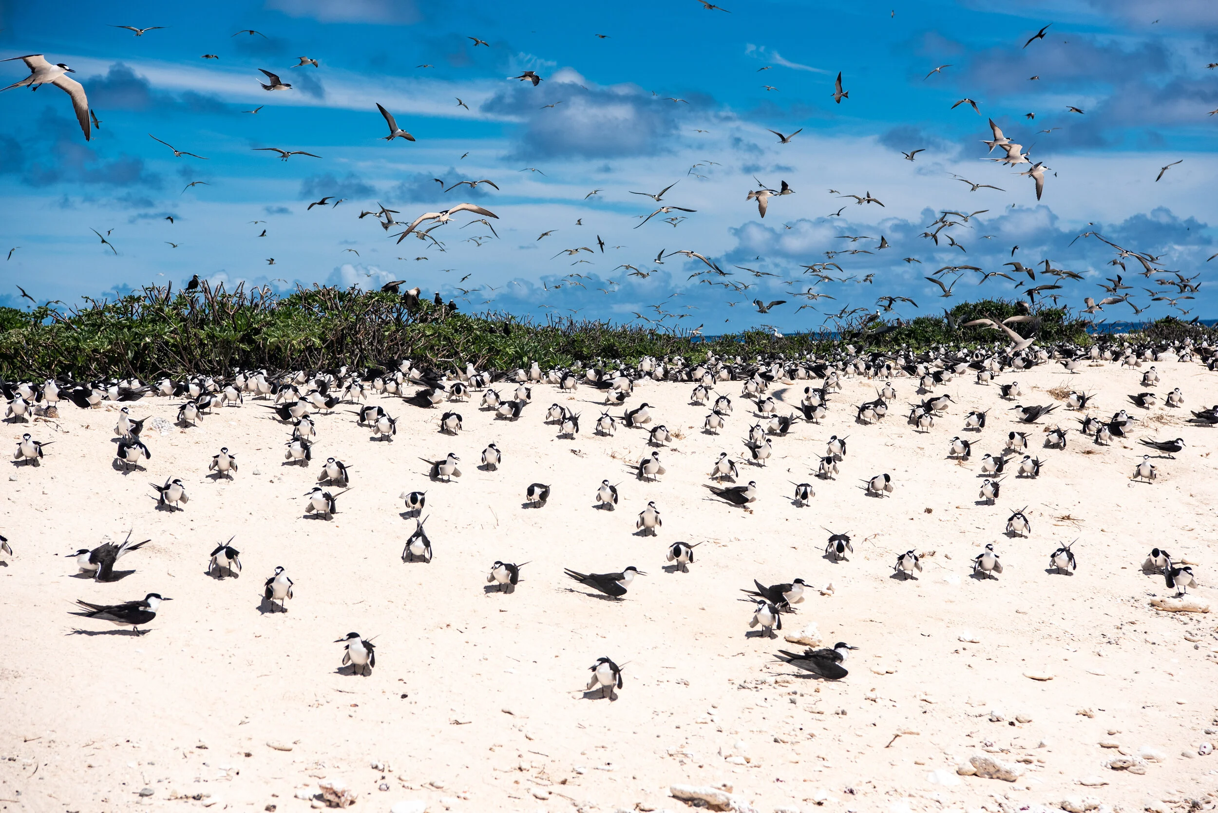  March 2019 - Sooty tern breeding season 