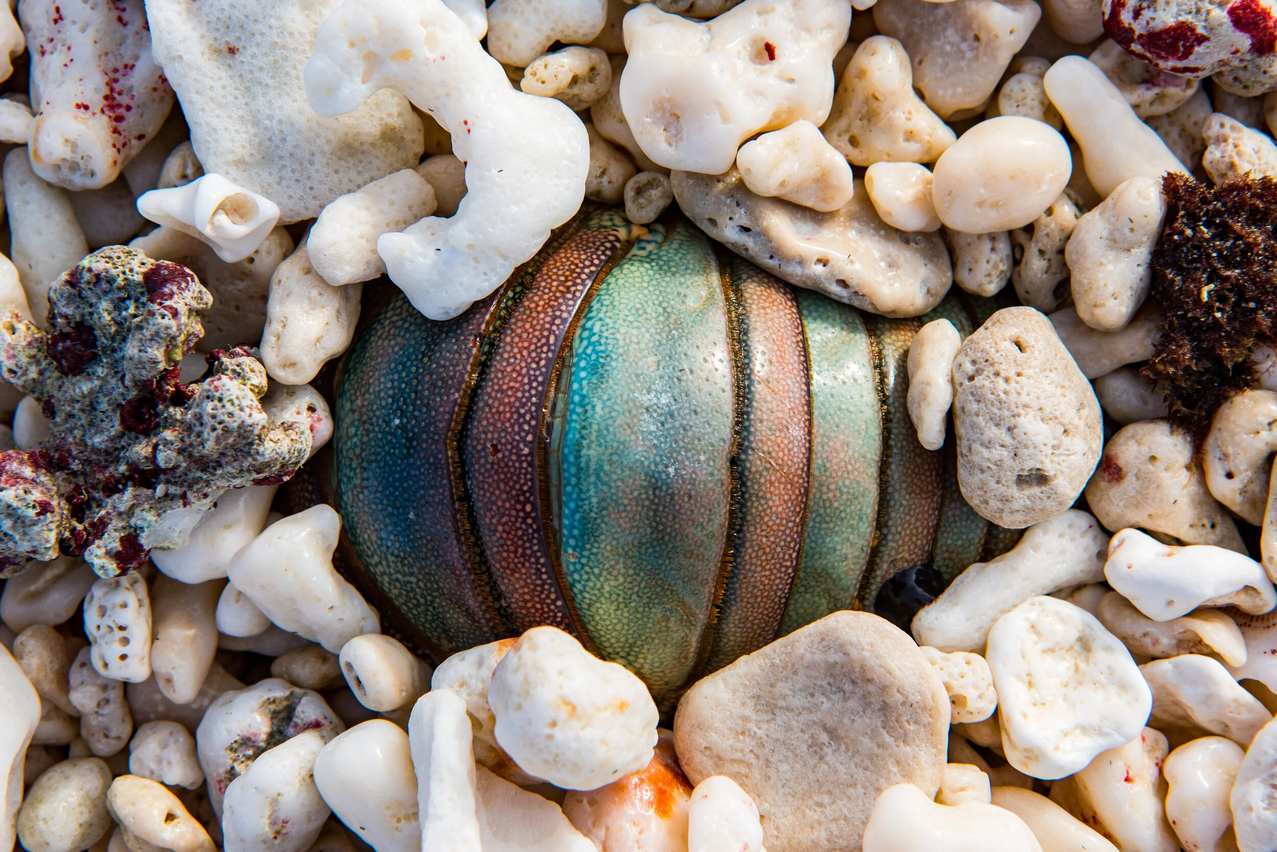 February 2019 - Partially buried crayfish carapace 