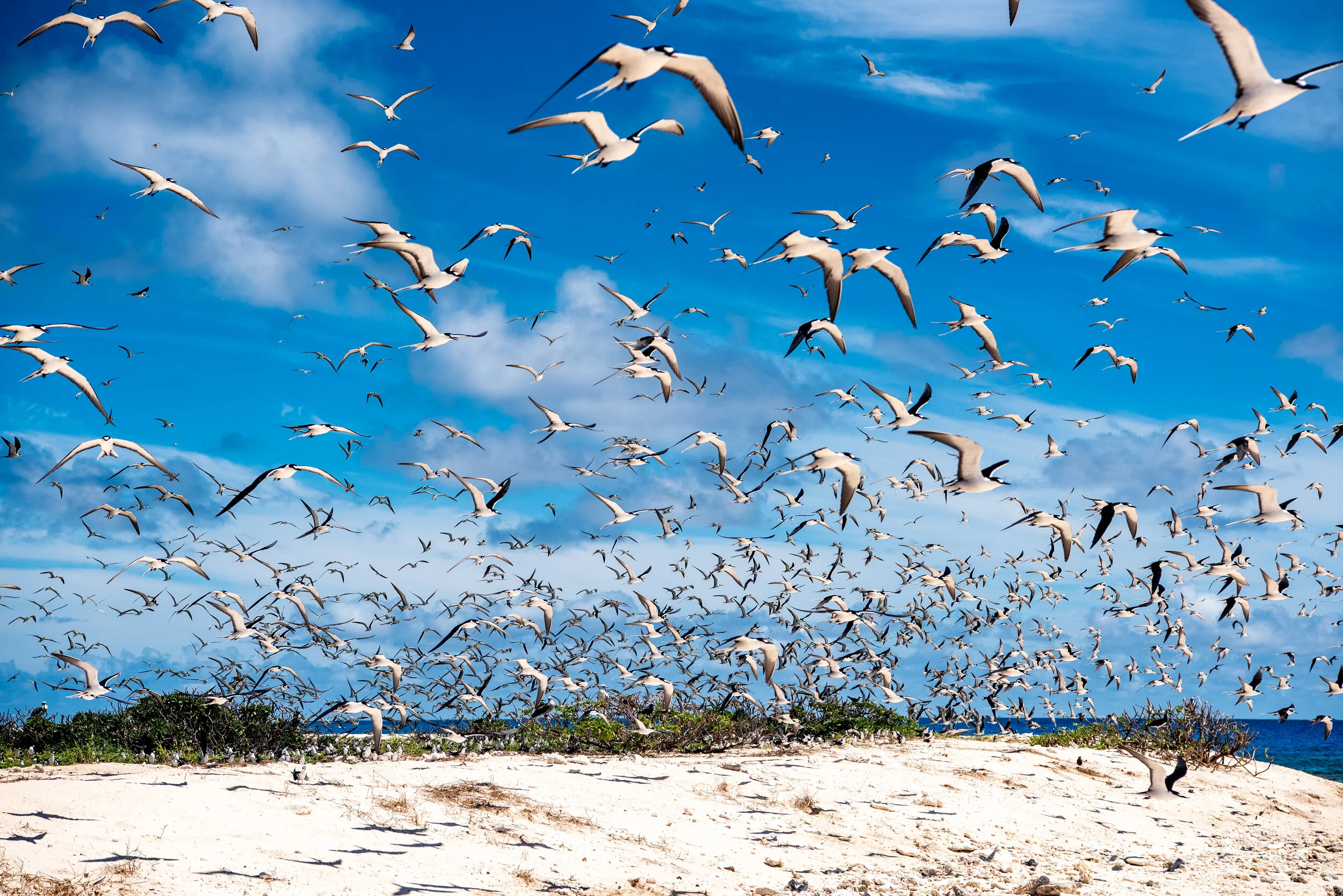  March 2019 - Sooty terns fill the air during the breeding season 