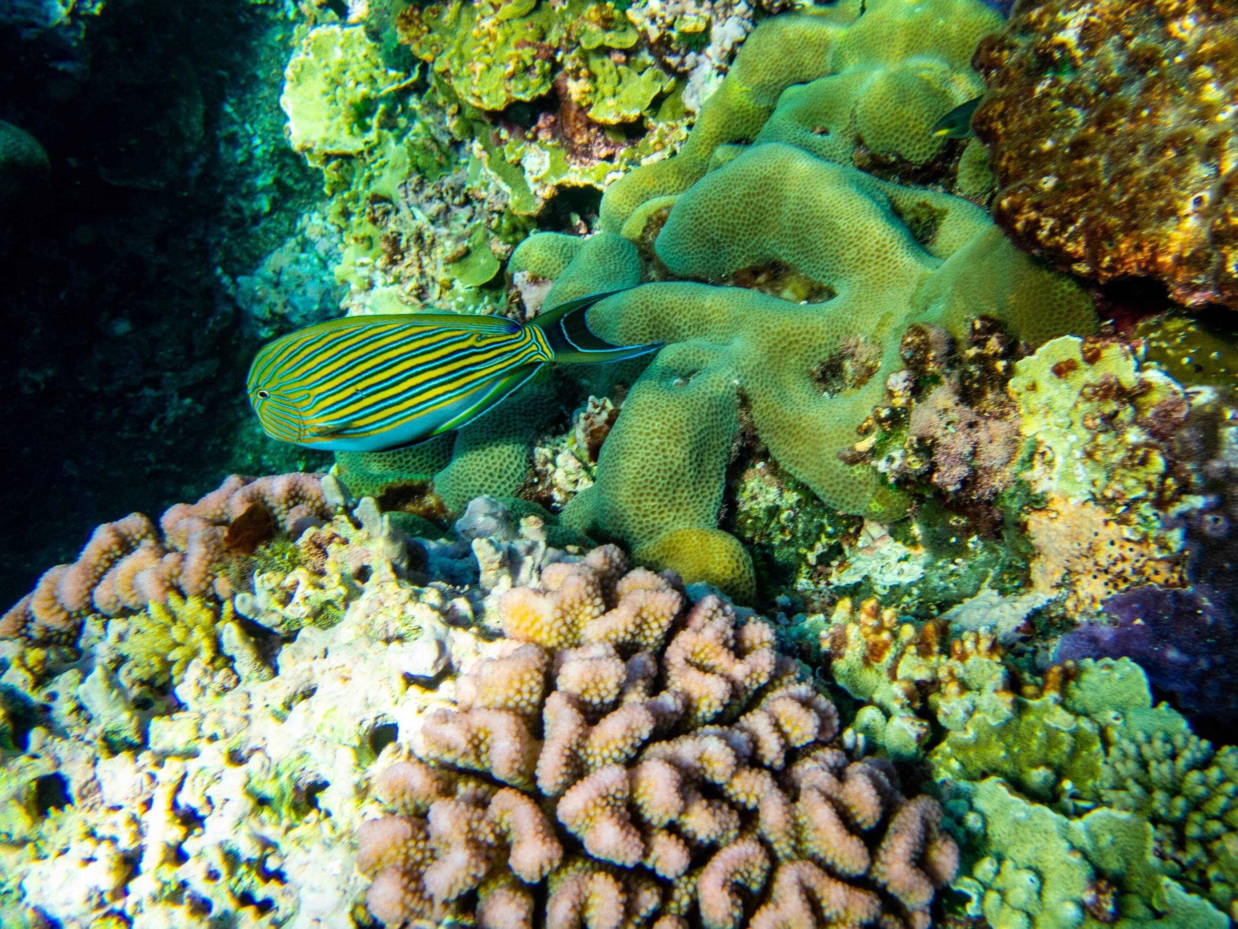  March 2019 - There is abundant varieties of coral and tropical fish amongst the reefs surrounding Willis Island 
