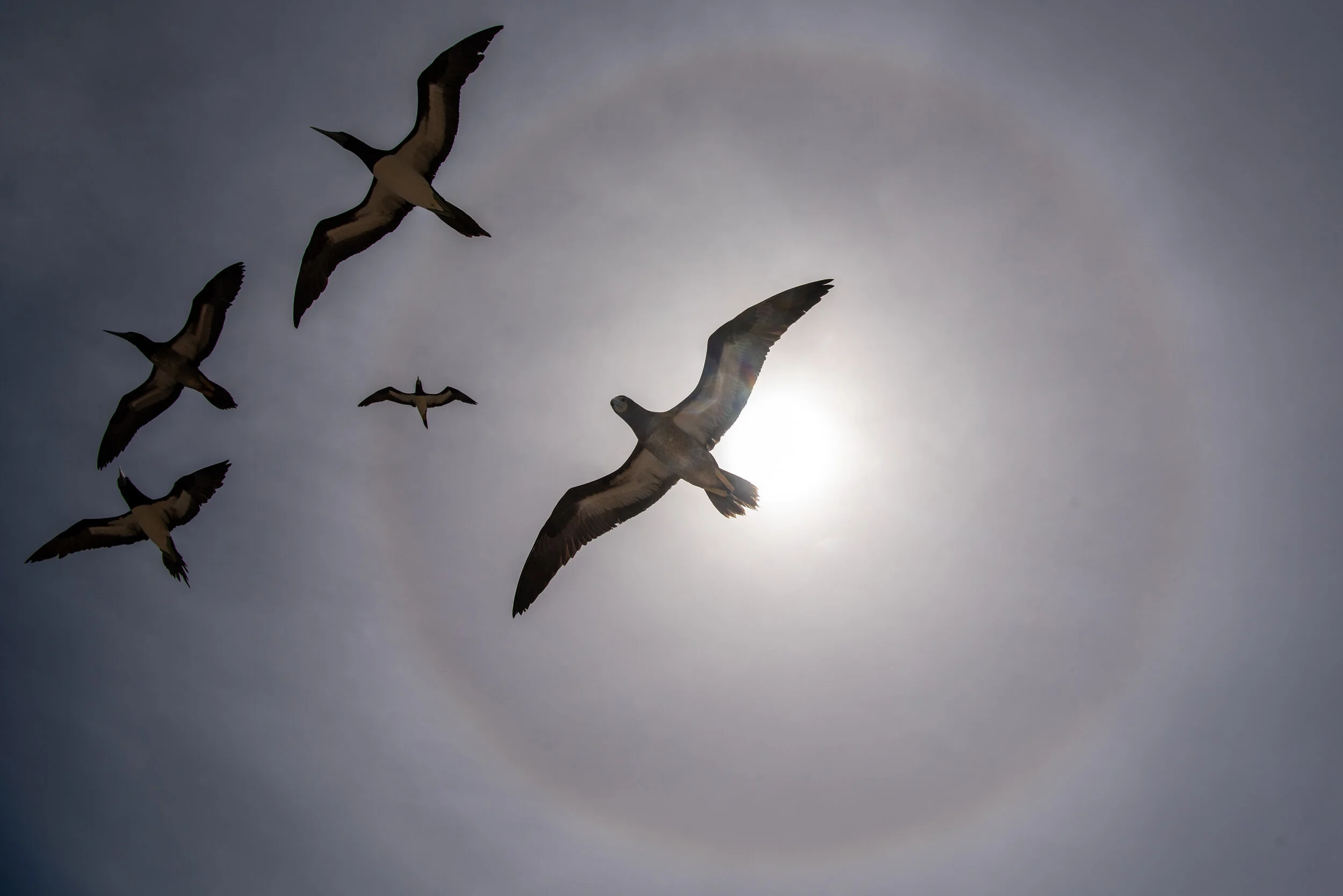  December 2018 - Brown Booby birds silhouetted against the sun and a solar halo 