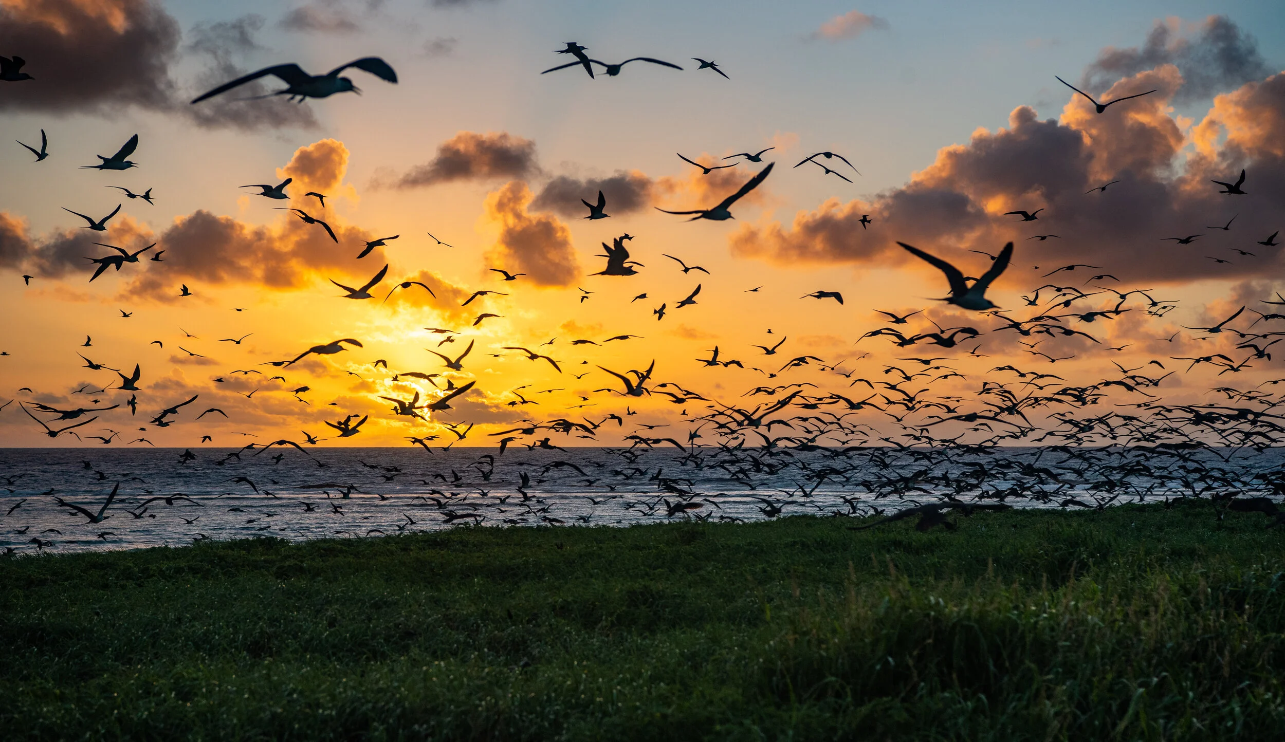  April 2019 - Sooty terns flying over the nesting ground at sunrise 