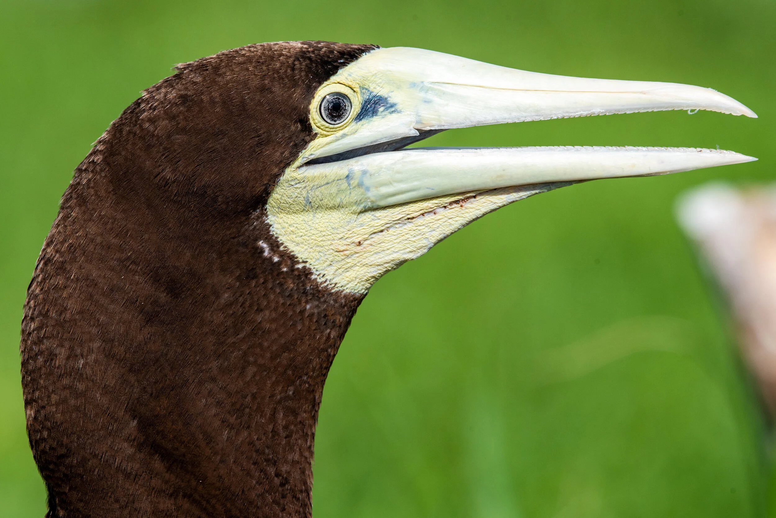  March 2019 - Close up of a female Brown Booby 