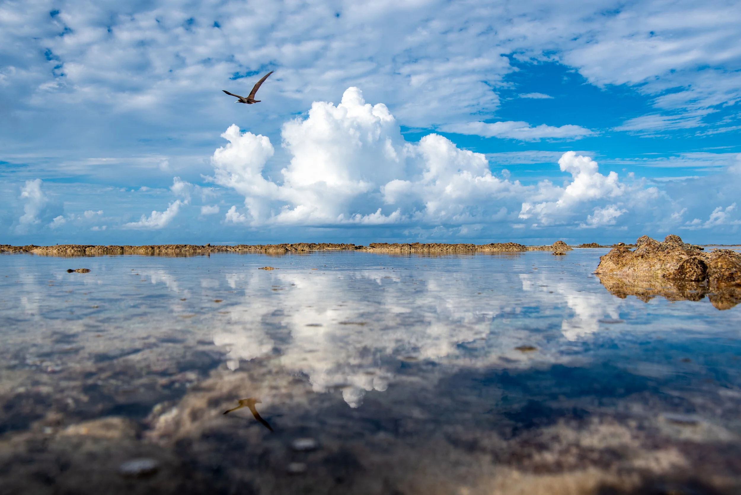  March 2019 - Gorgeous day at low tide on the reef 