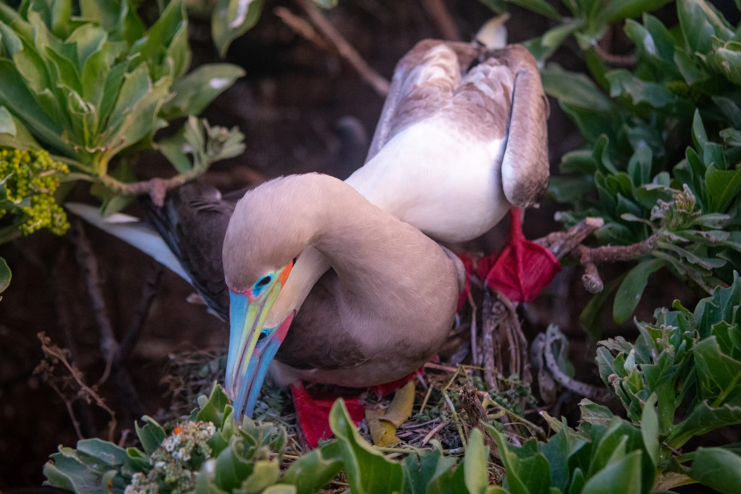  March 2019 - Mated pair of Red Footed Booby birds on their nest 