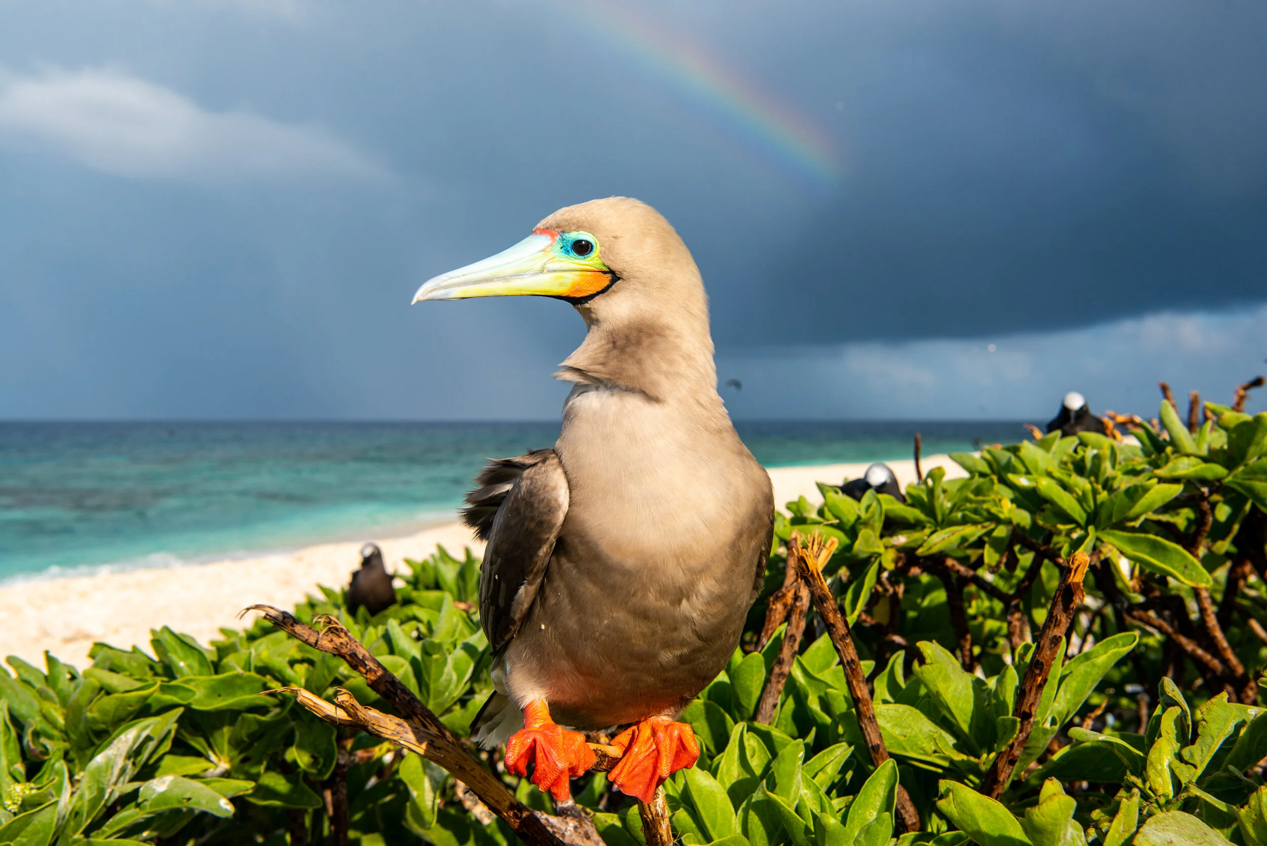  March 2019 - Stunning Red Footed Booby basking in the early morning sun 