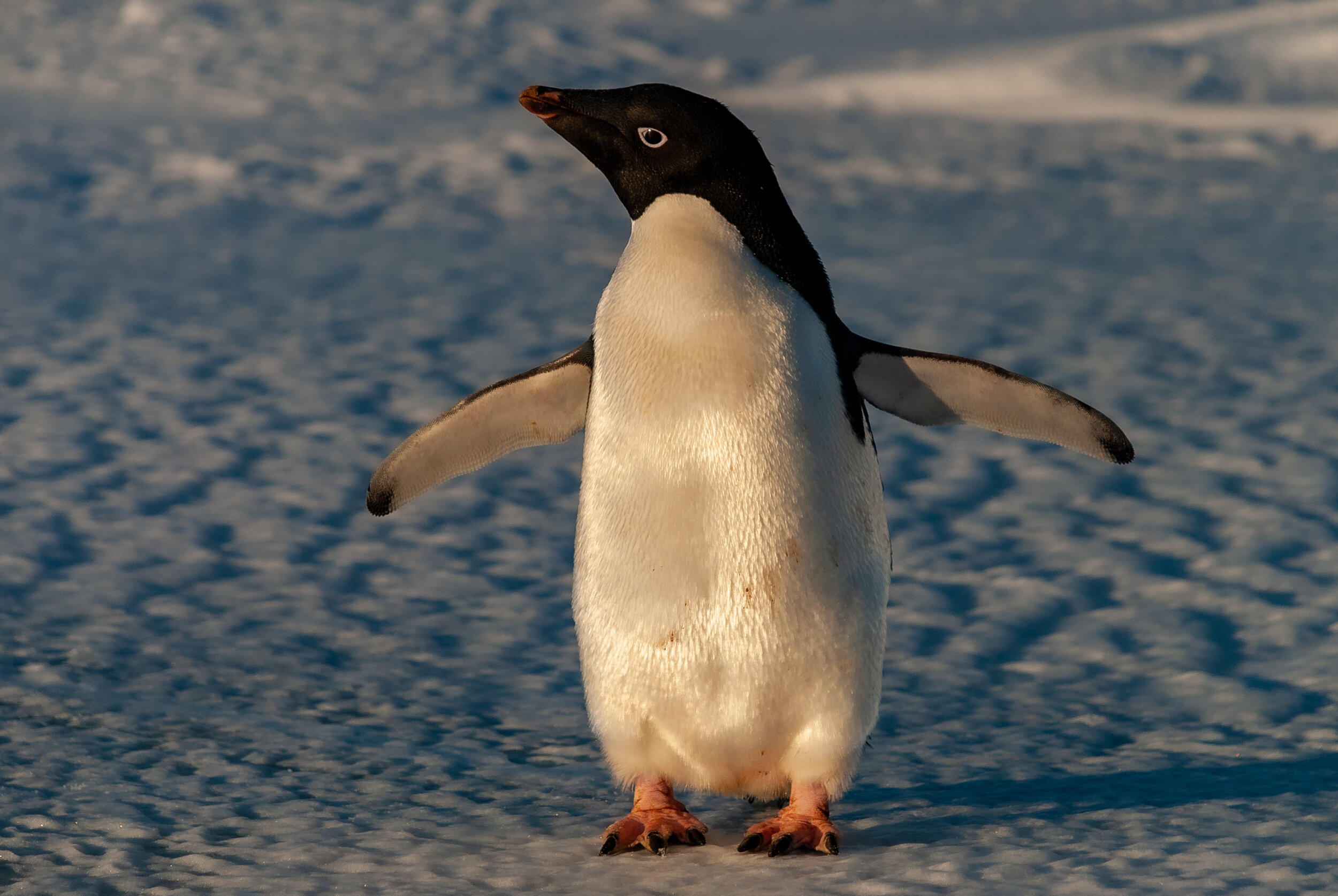 31 - 2007/08 Australian Antarctic summer season - Casey Station