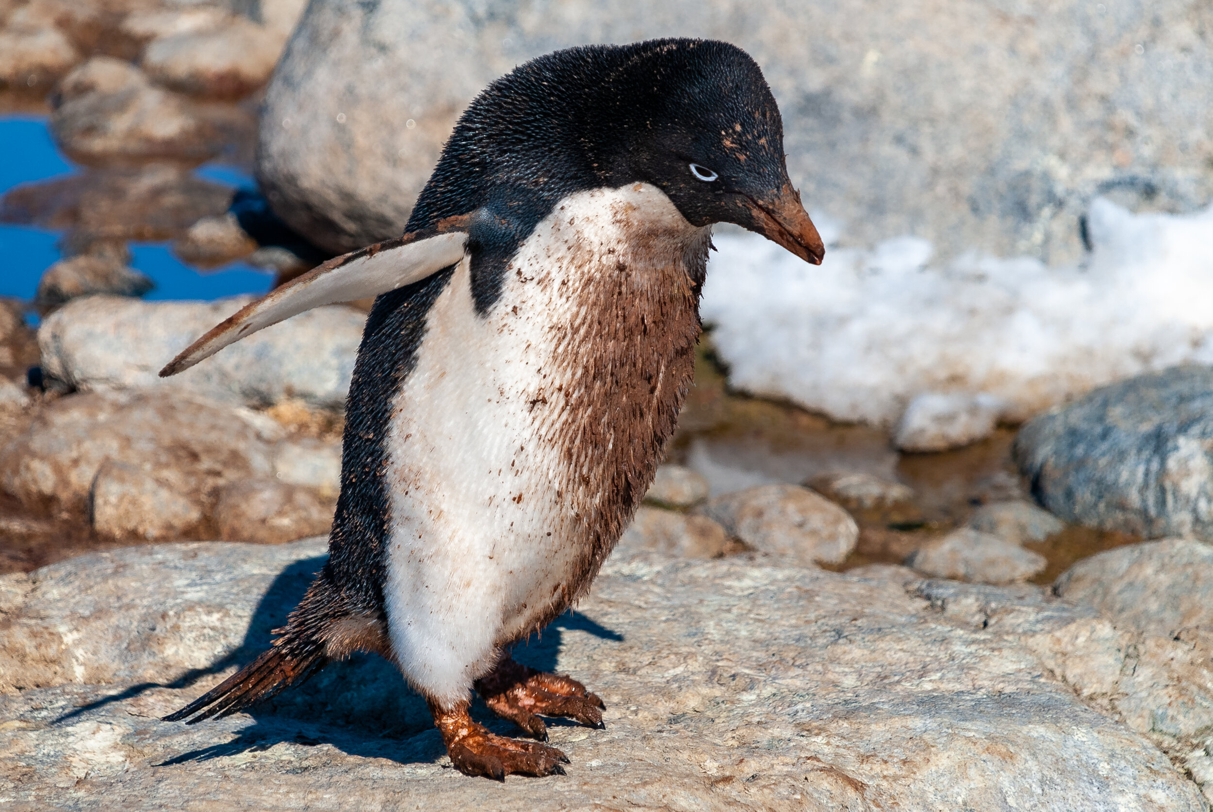 36 - 2007/08 Australian Antarctic summer season - Casey Station