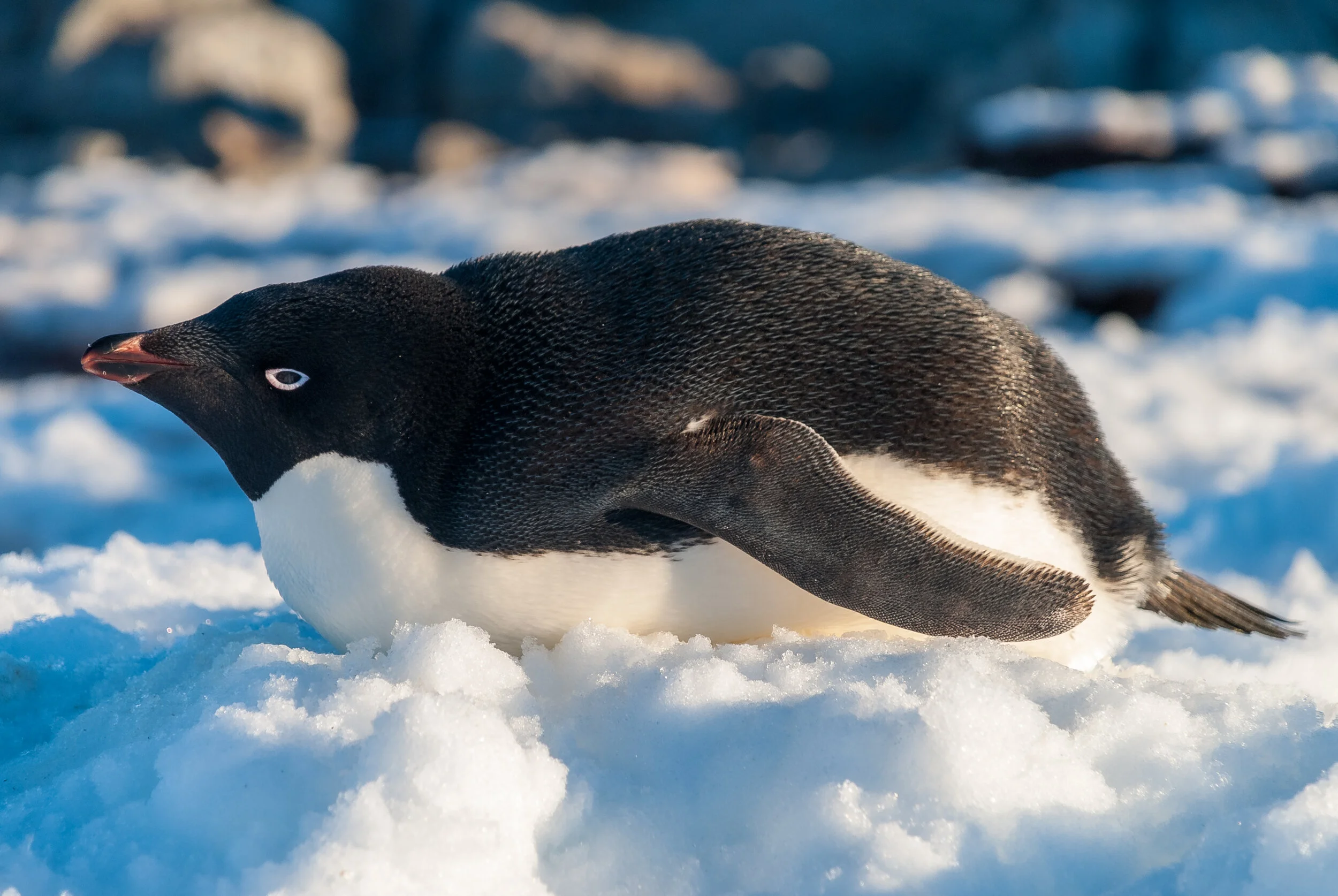 48 - 2007/08 Australian Antarctic summer season - Casey Station