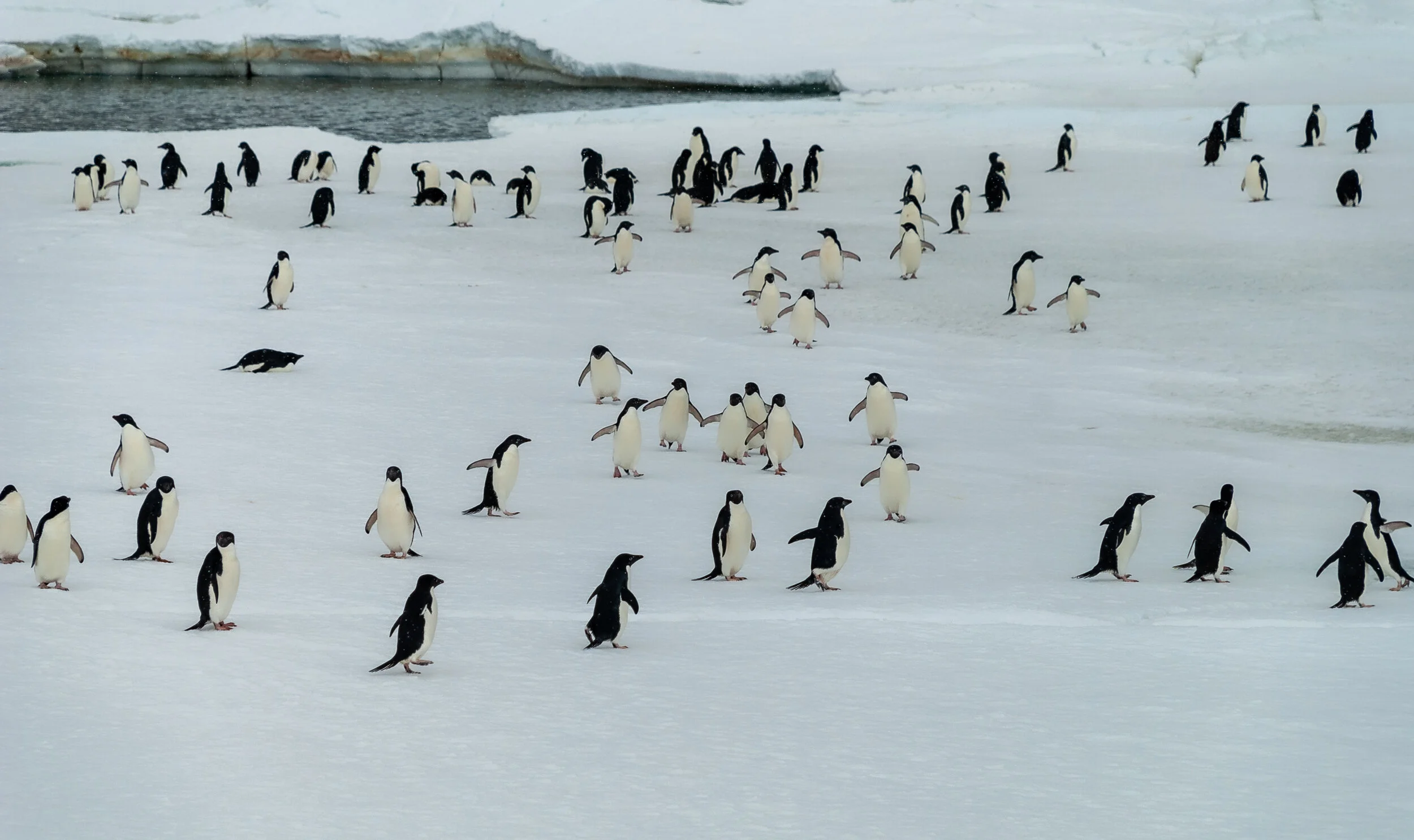 51 - 2007/08 Australian Antarctic summer season - Casey Station