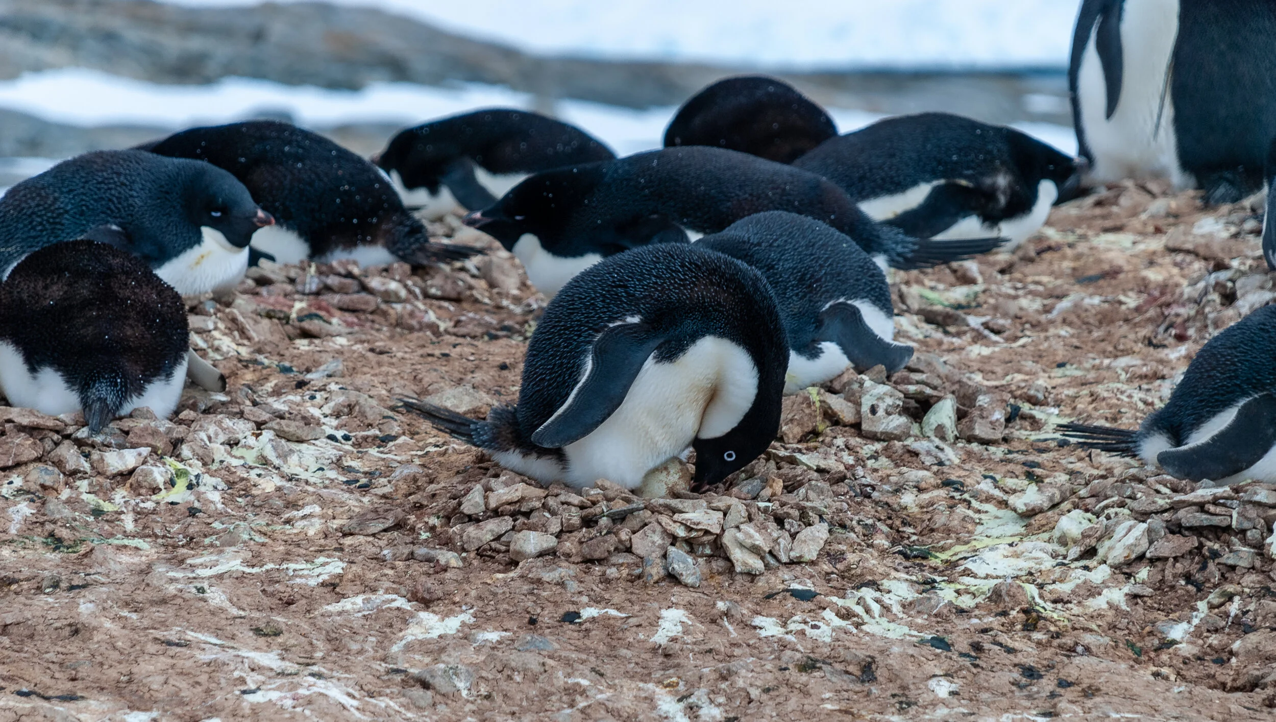54 - 2007/08 Australian Antarctic summer season - Casey Station