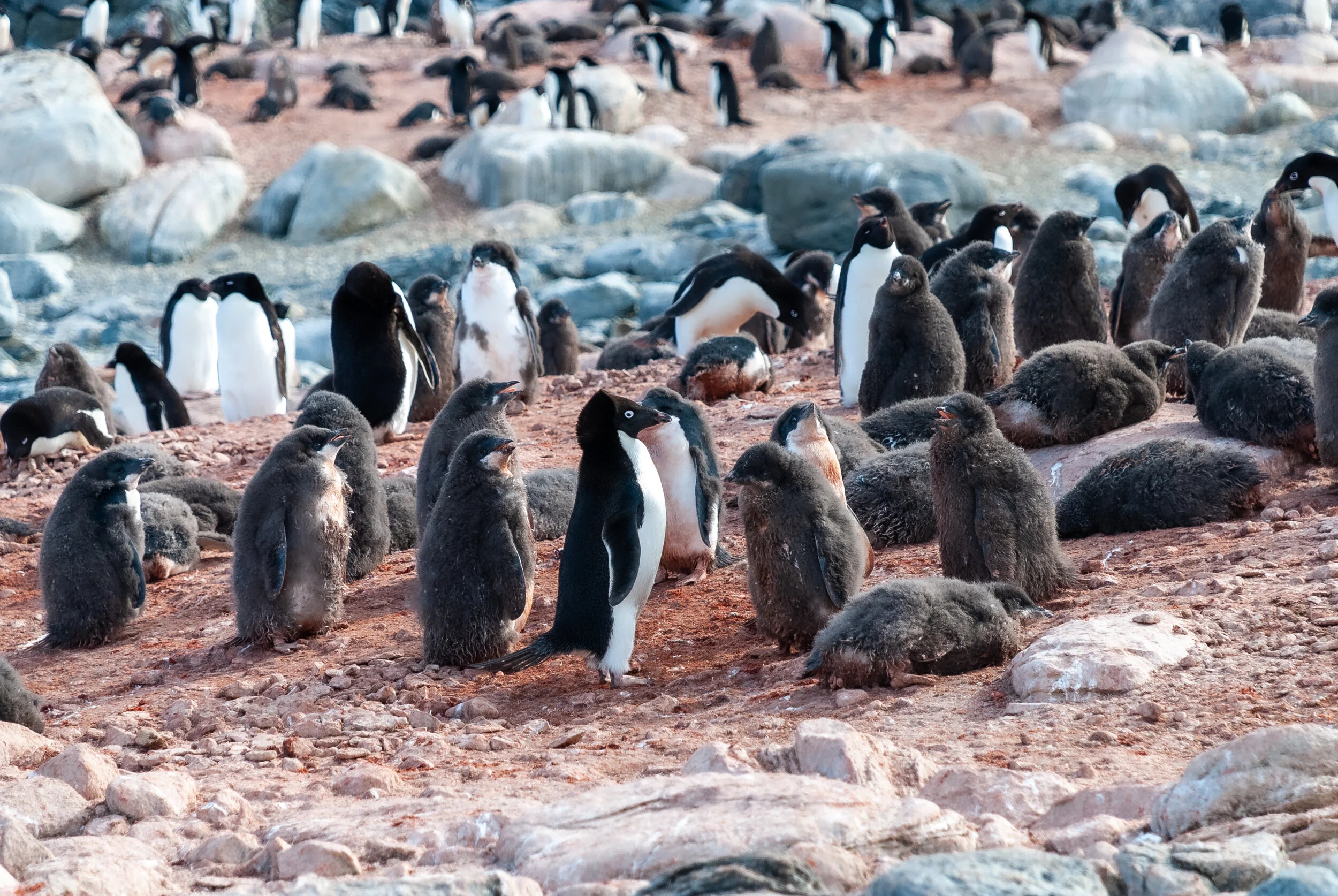 86 - 2007/08 Australian Antarctic summer season - Wilkes Station