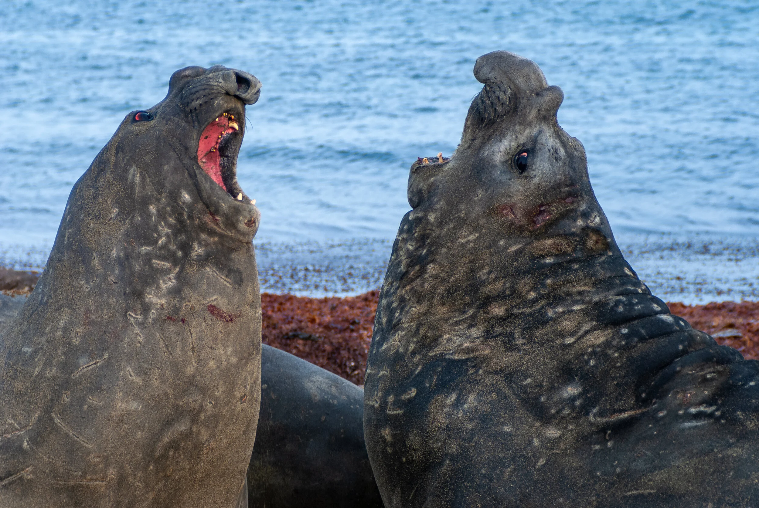 34 - V4 on the Aurora Australis: Davis retrieval of cargo and summer personnel